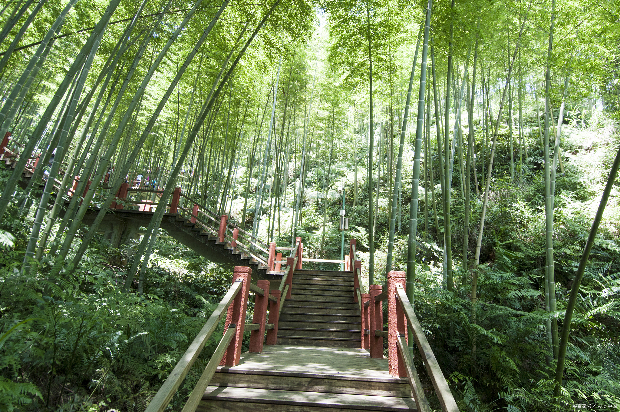 永川茶山竹海拥有广袤的茶园和浩瀚的竹海,风光旖旎,美不胜收.