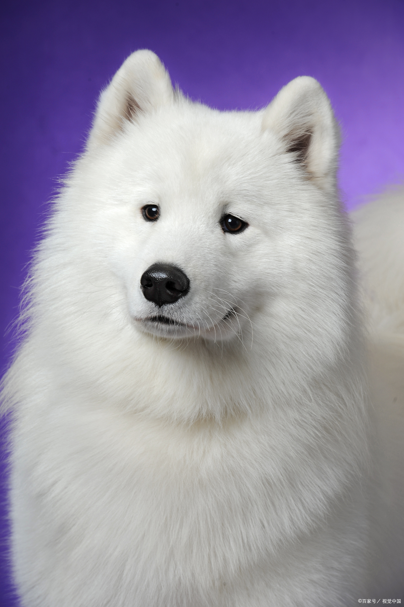 萨摩耶犬性格温顺吗