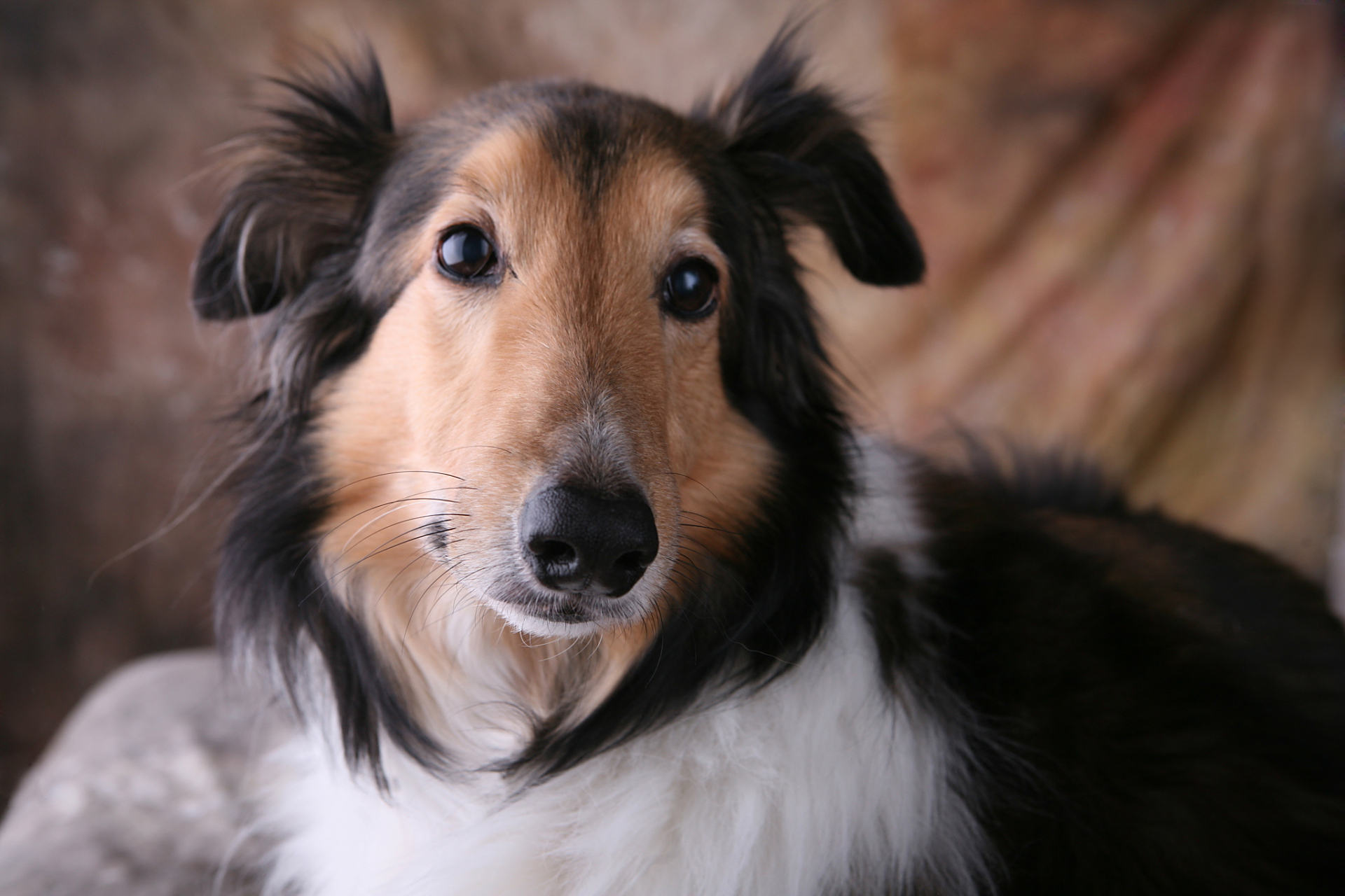喜乐蒂牧羊犬起源于英国设德兰群岛,聪明,机警,忠实,具备出色牧羊能力