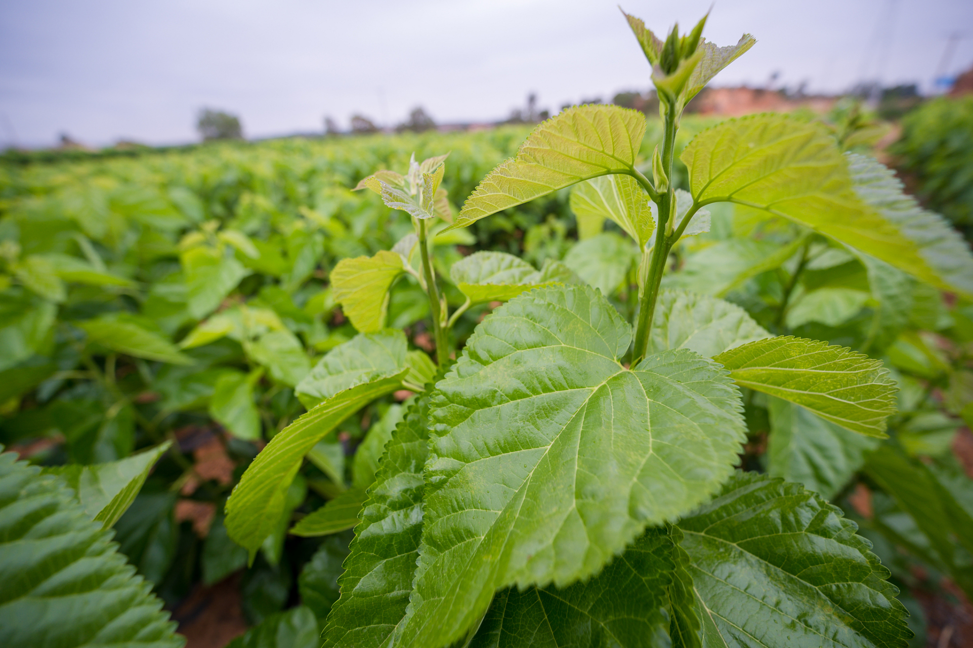 但是,就是这种常见的叶子,却有着不俗的药用价值.