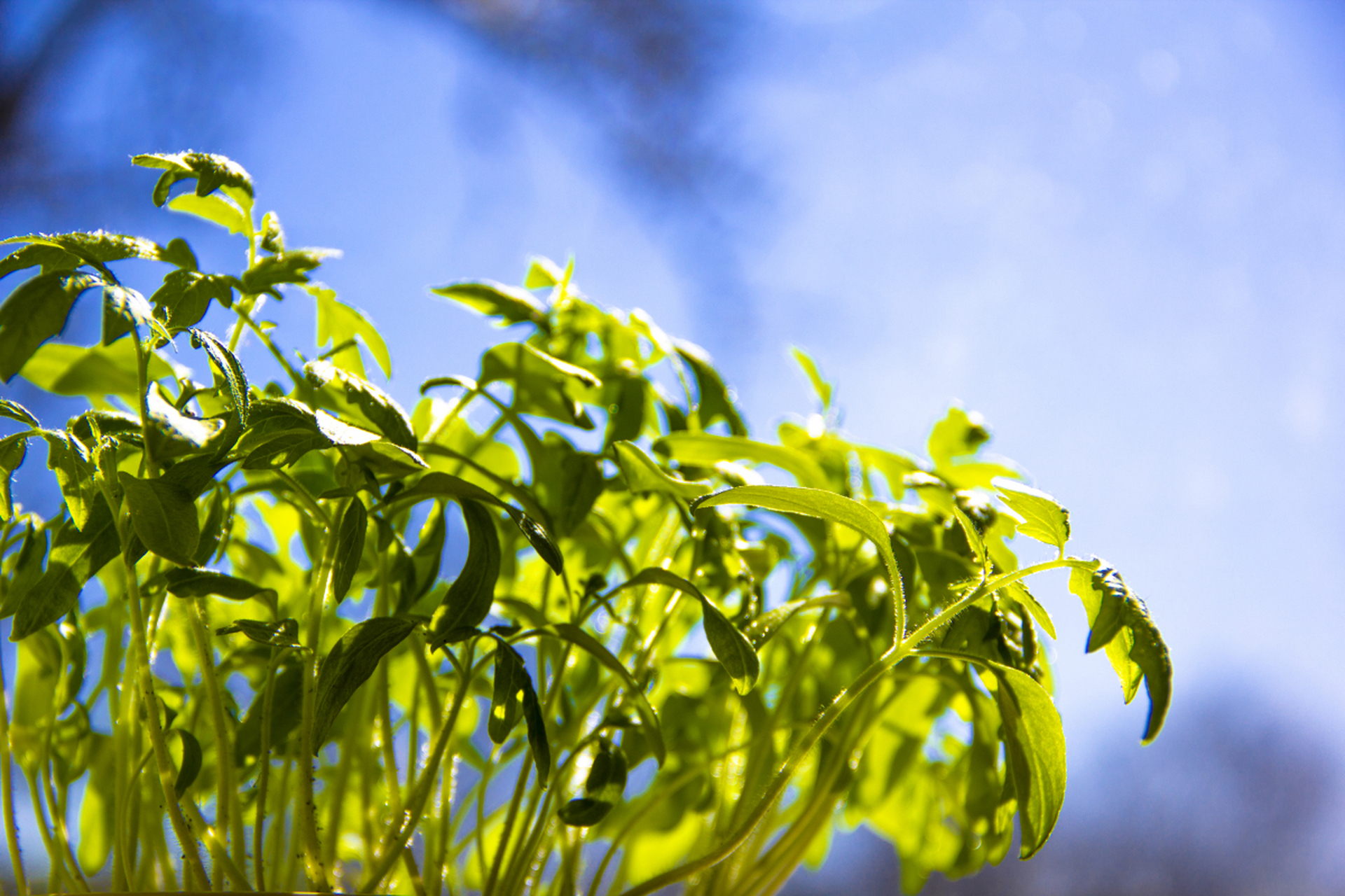 二月二,龙抬头,这是一个充满祥瑞和转运的时刻