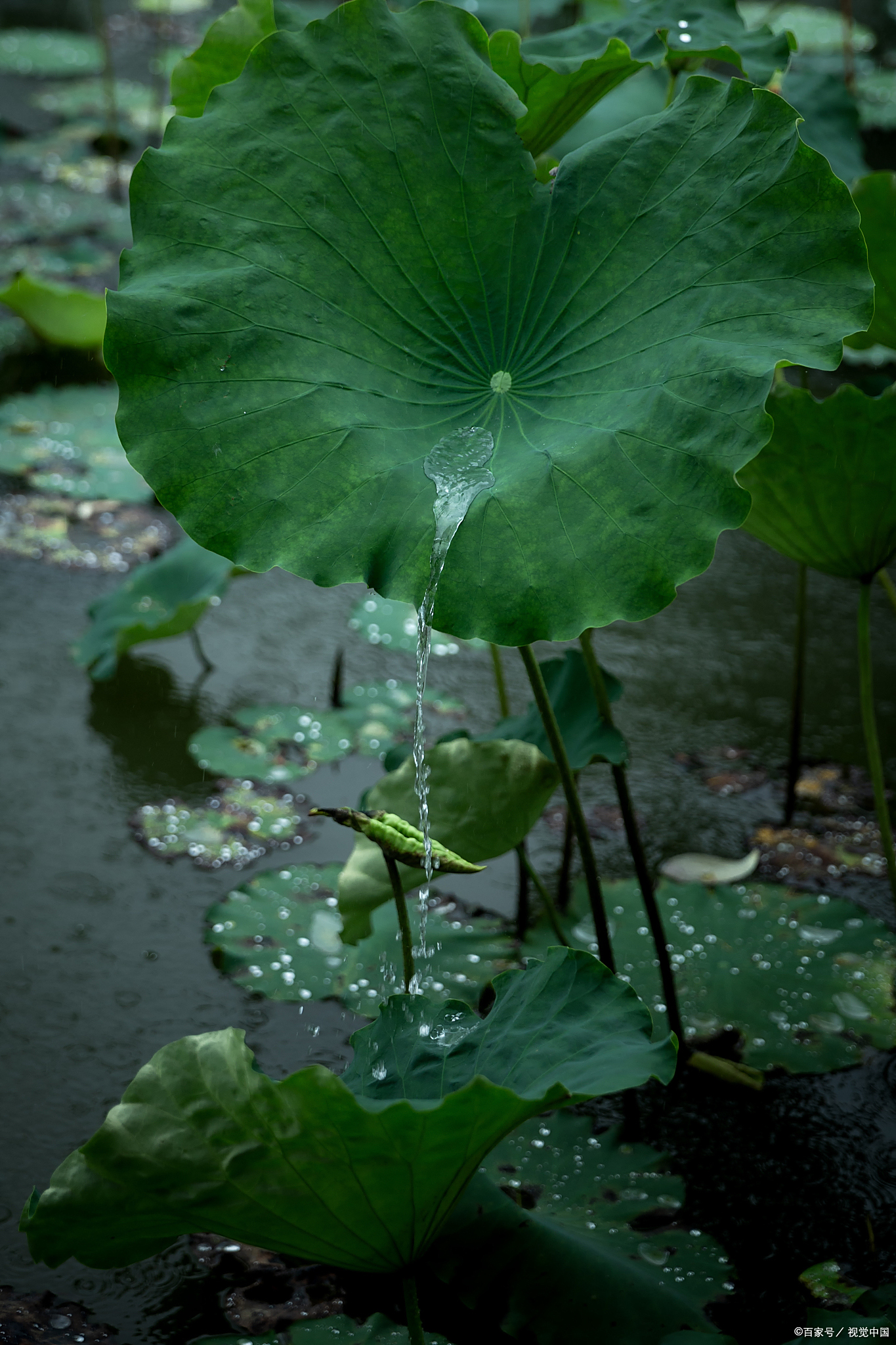 满池荷叶比人还高,钻进去瞬间被绿色包围,阳光透过叶隙洒下光斑,坐