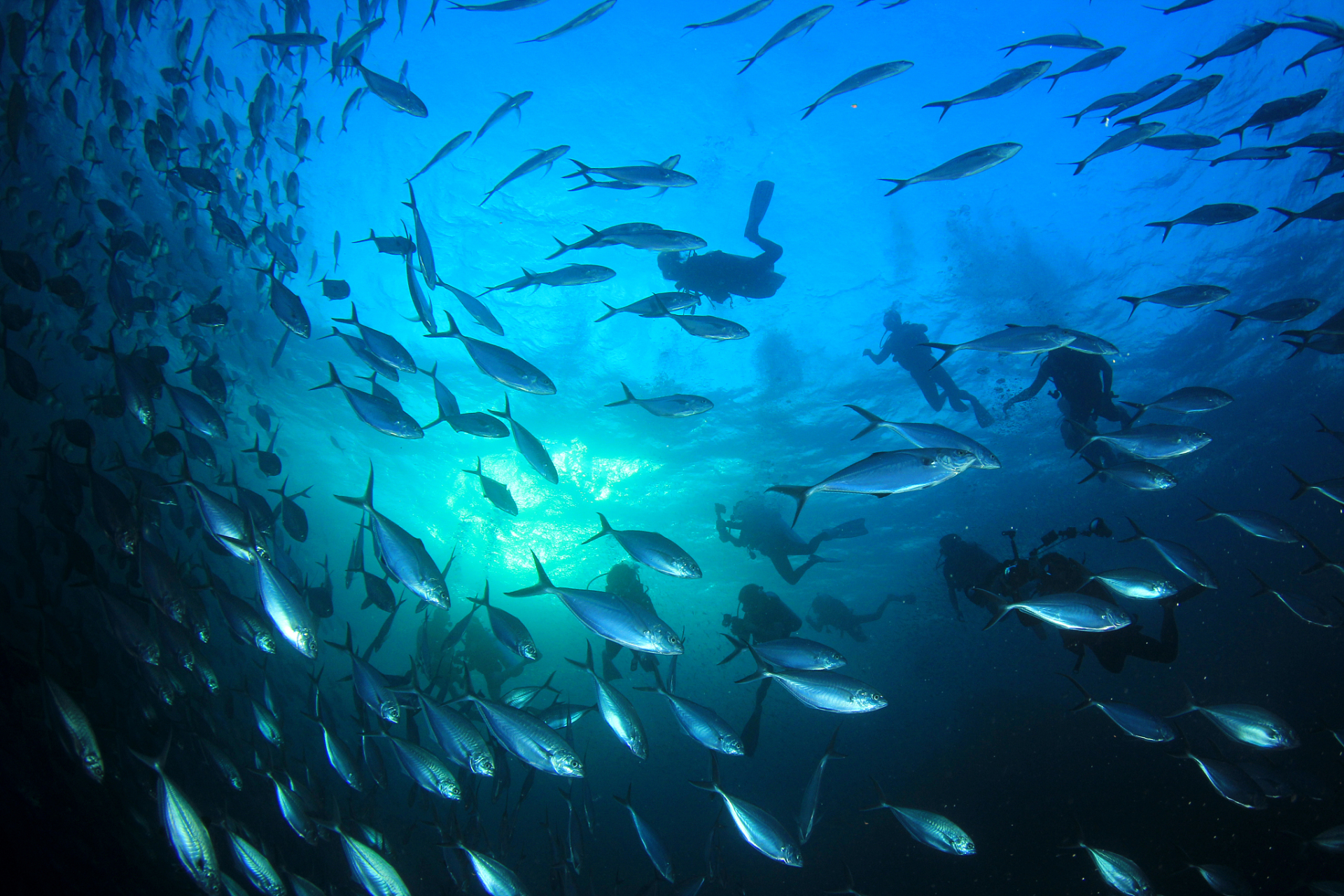 生物不仅对生态系统至关重要还能开启全新视角93[原文:你知道深海鱼