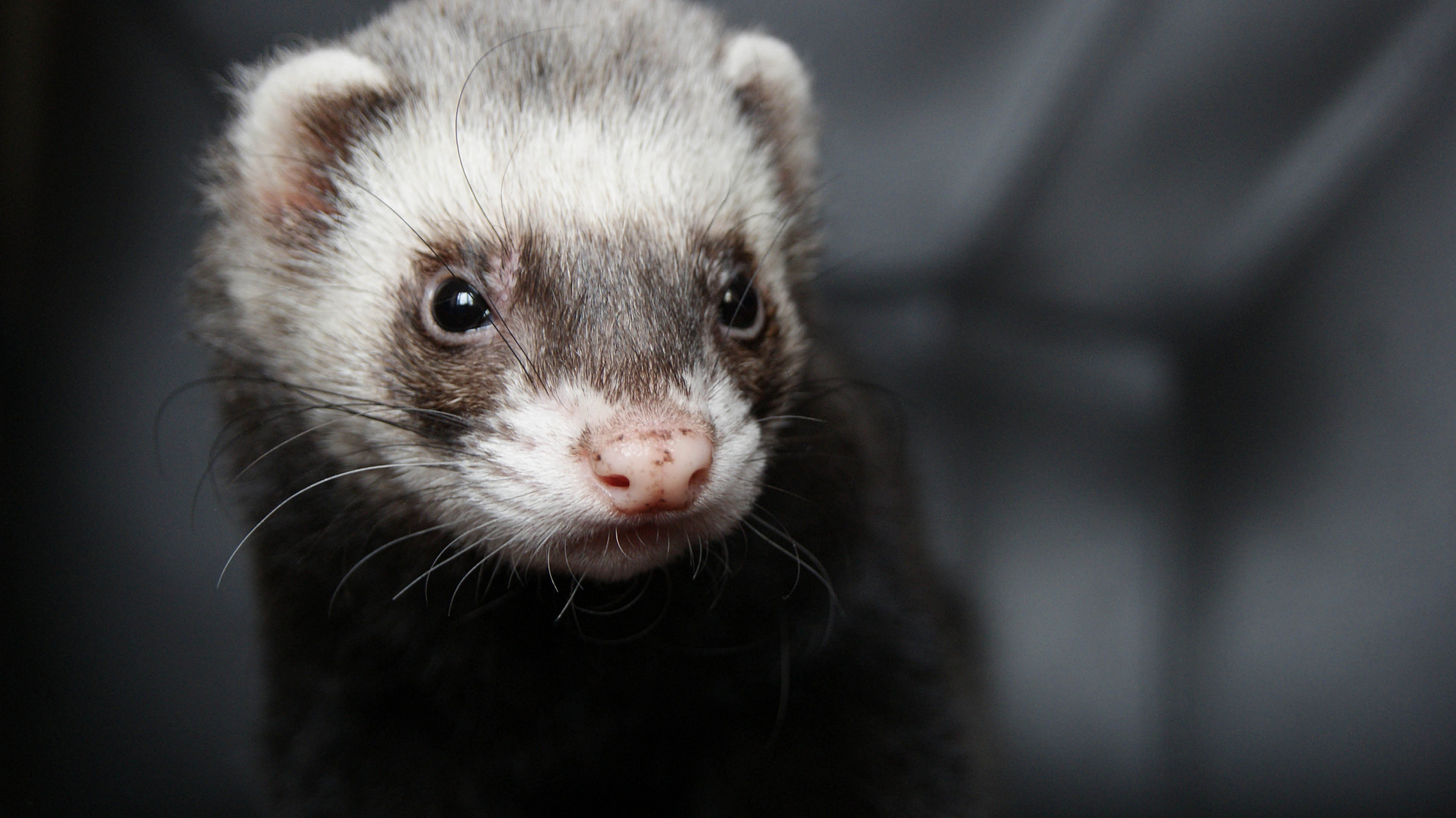 紫貂是美丽且濒临灭绝的哺乳动物,以柔软光滑的皮毛闻名.