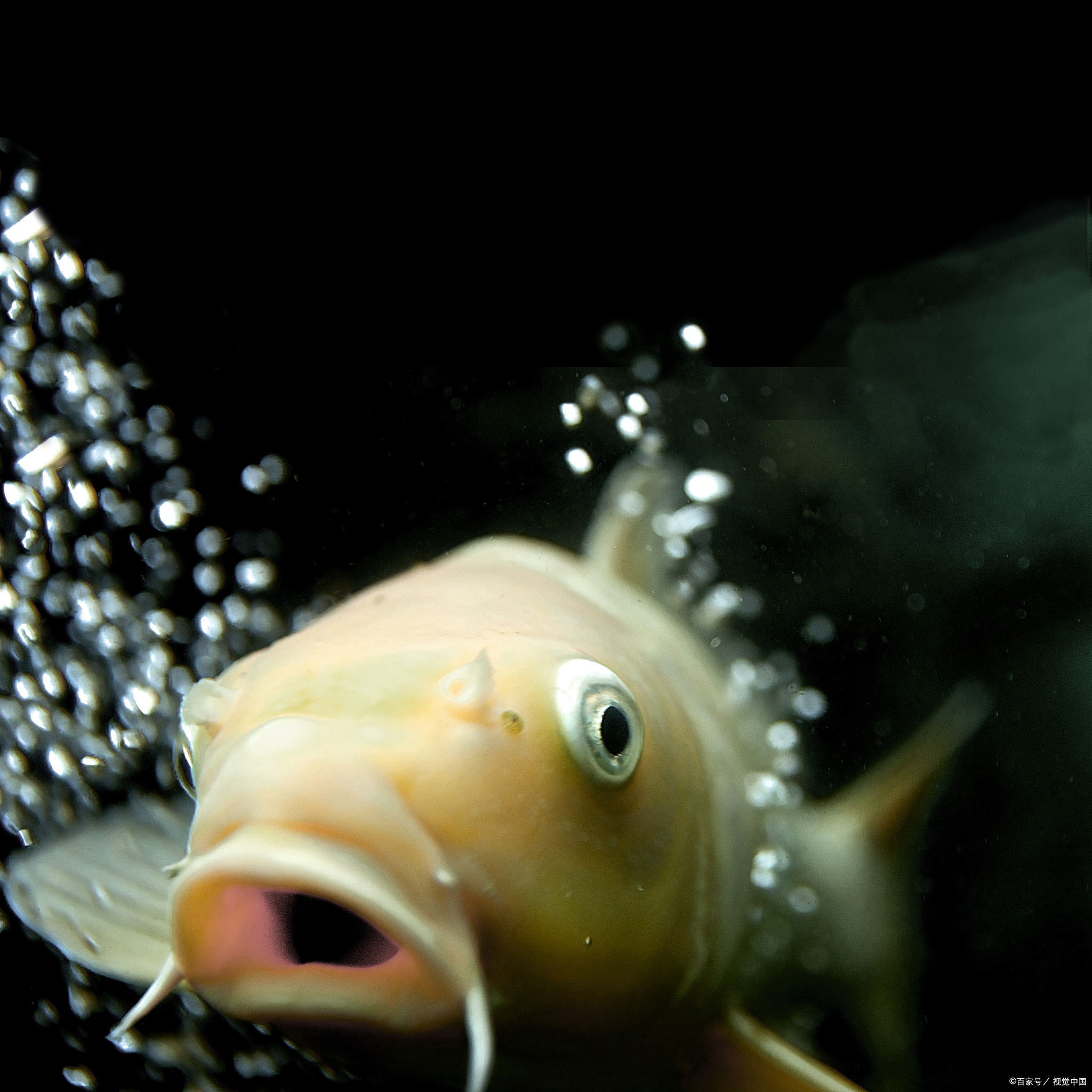 鱼在水面上张嘴是什么原因