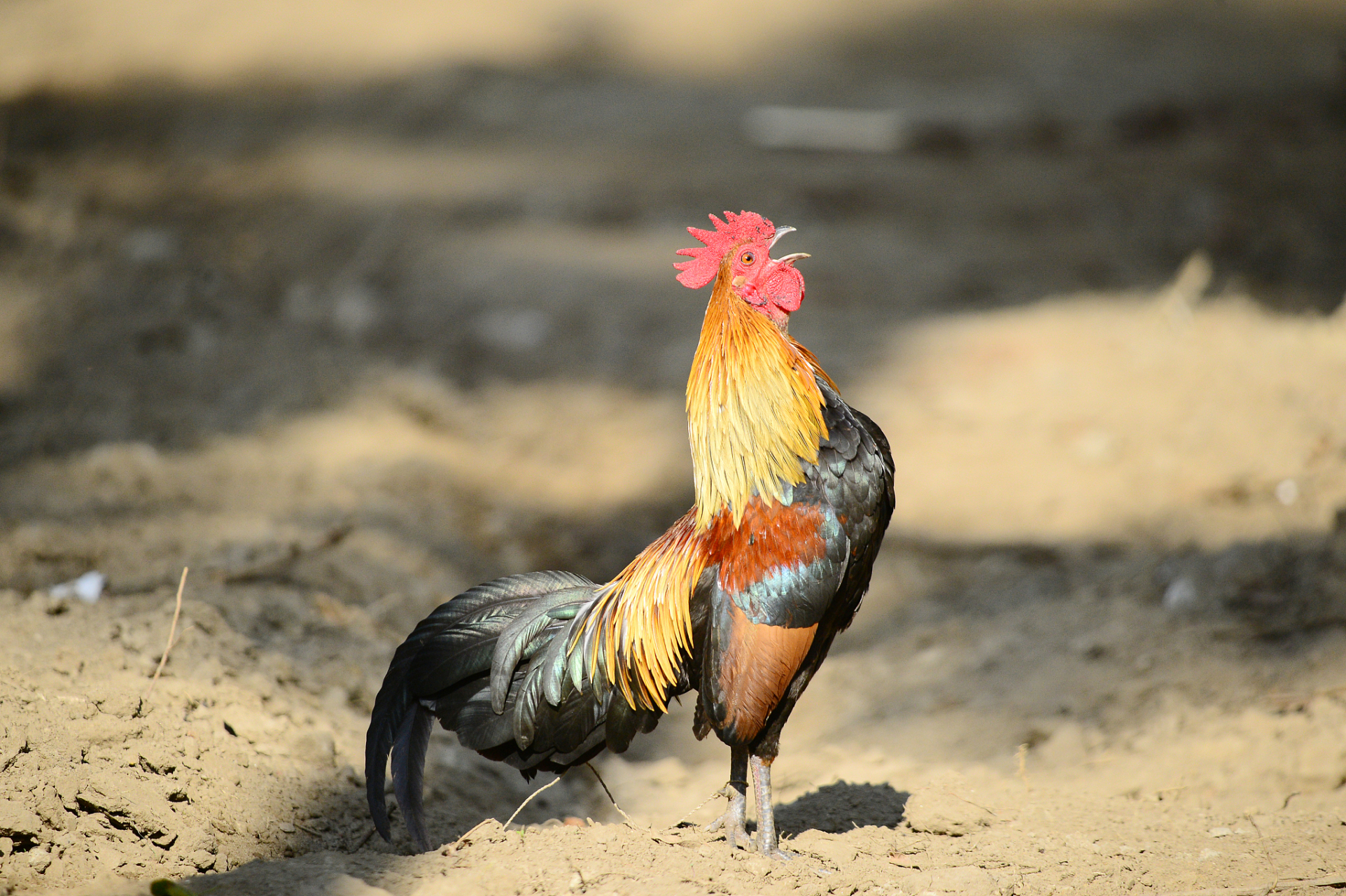 回乡过年,本该是欢欢喜喜,其乐融融的时光,但有些