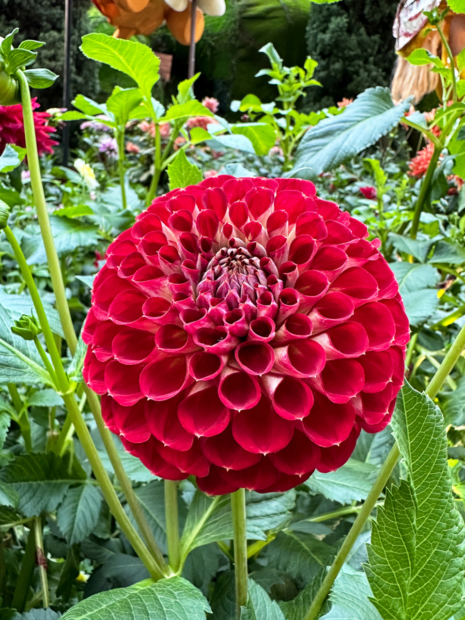 而且,大丽花的花期非常长,能够让您在漫长的时间里欣赏到它们的美丽