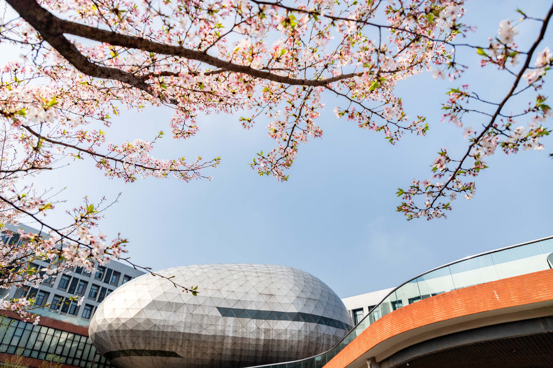 浙江大学位于风景秀丽的杭州,春天的校园与西子湖畔的美景相得益彰.