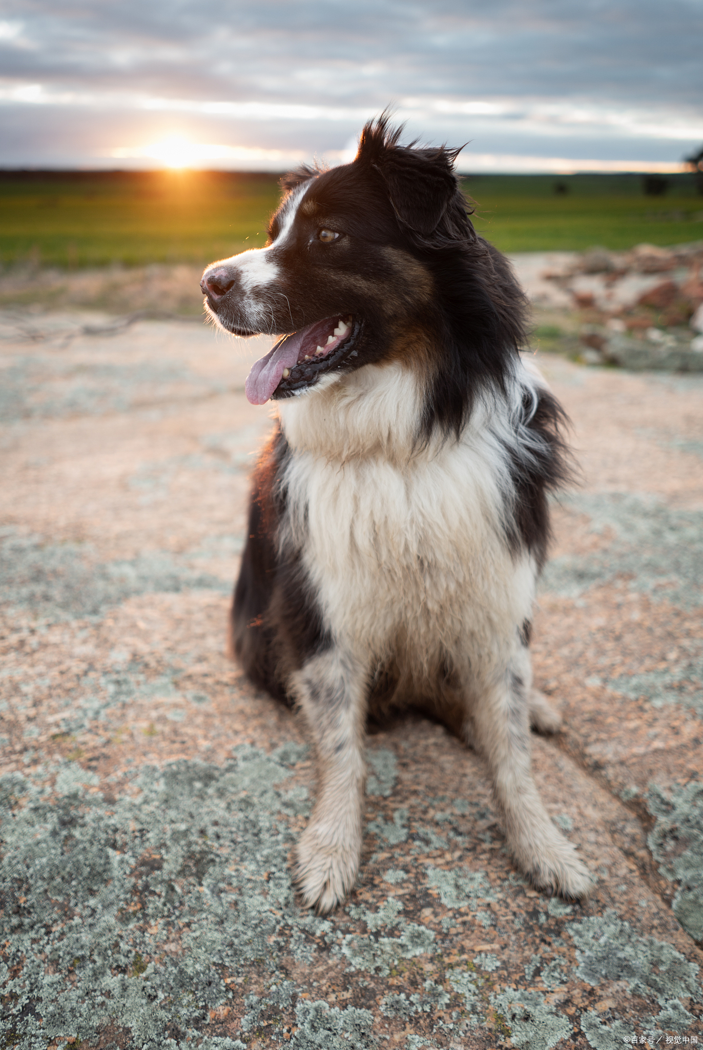 苏格兰牧羊犬狗狗们就像是你的贴心小棉袄,用它们那温柔和关怀的心,为
