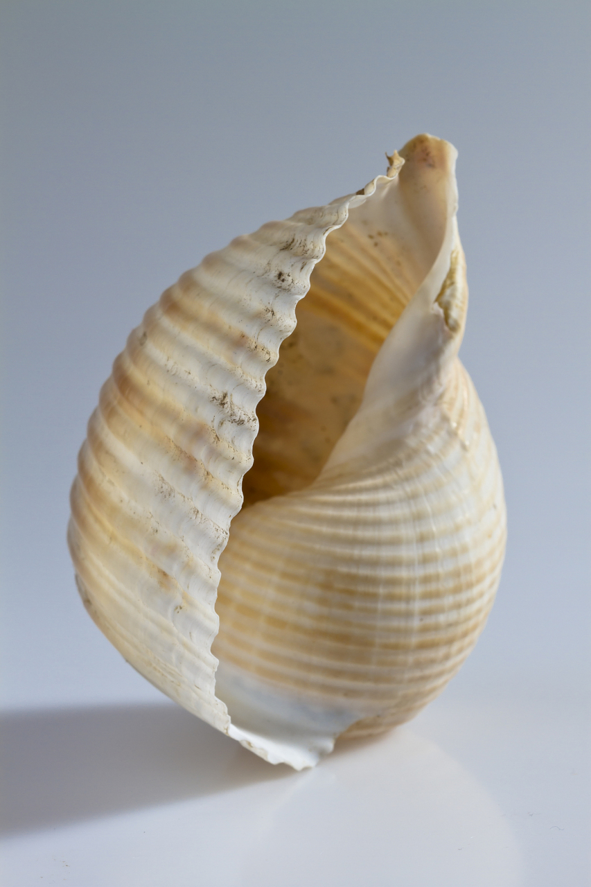 芋螺是"鸡心螺"的别称,因为其螺壳形状像鸡心而得名.