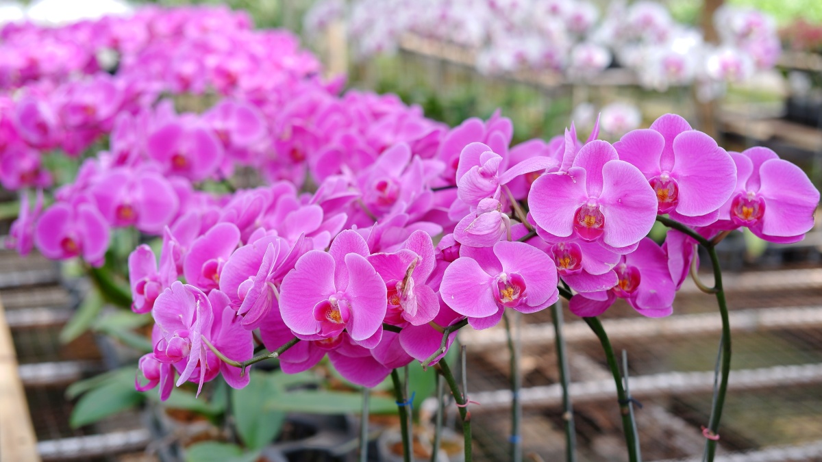 蝴蝶兰花谢了怎么养明年还能开花吗