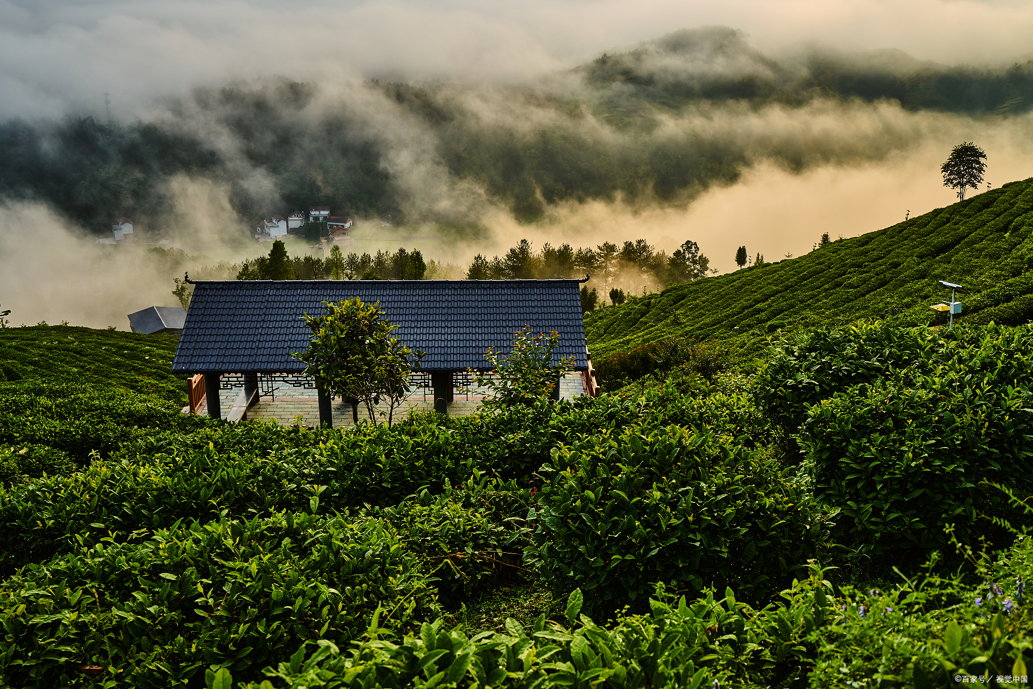 高山云雾茶是什么茶?