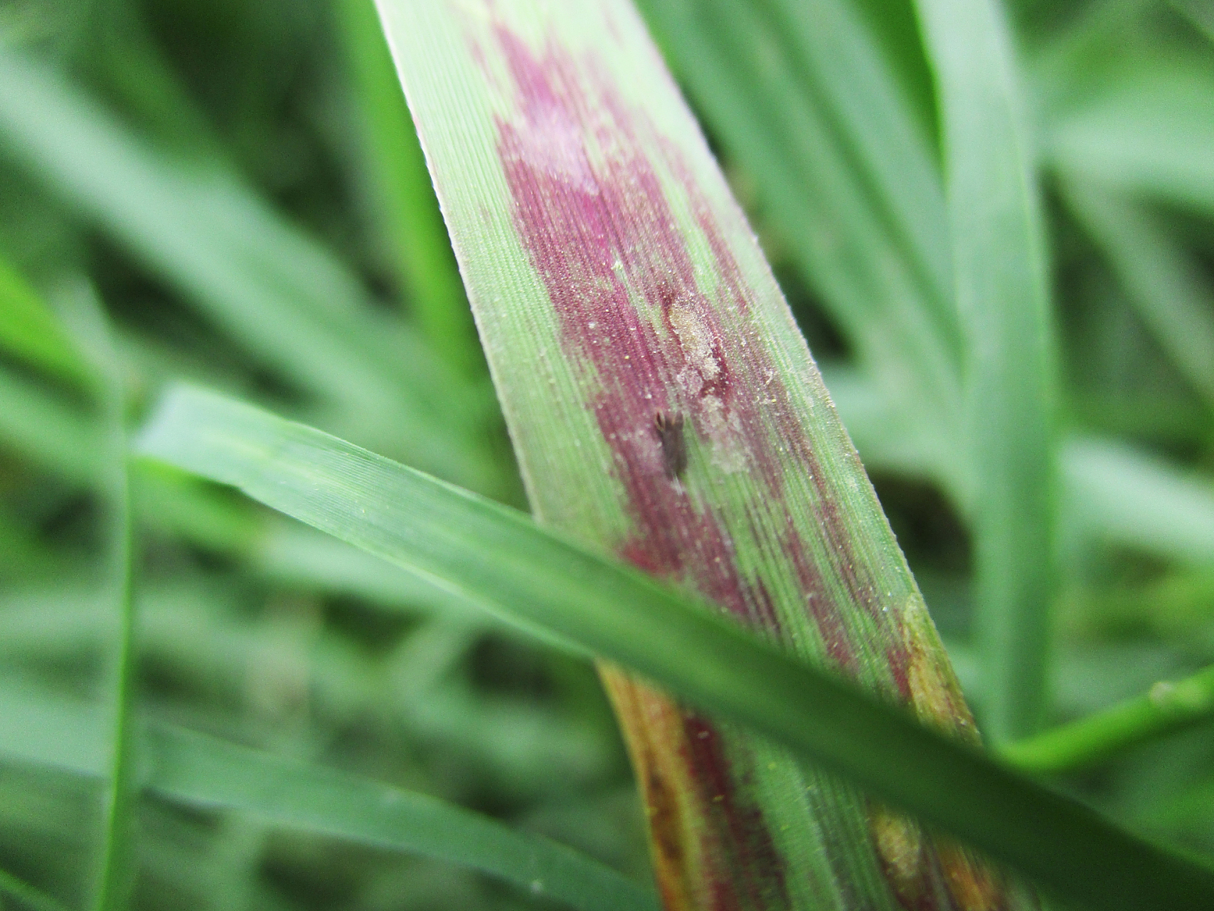 水稻种植精细化管控,水稻缺钾发生的原因 质地偏轻的河流冲积物,石灰