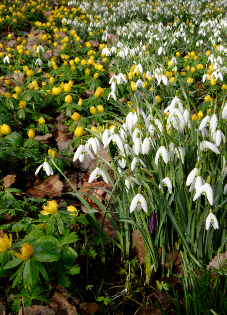 野生菊苣是一种富含营养的野生植物,叶子虽苦却成为意大利咖啡菜的佳