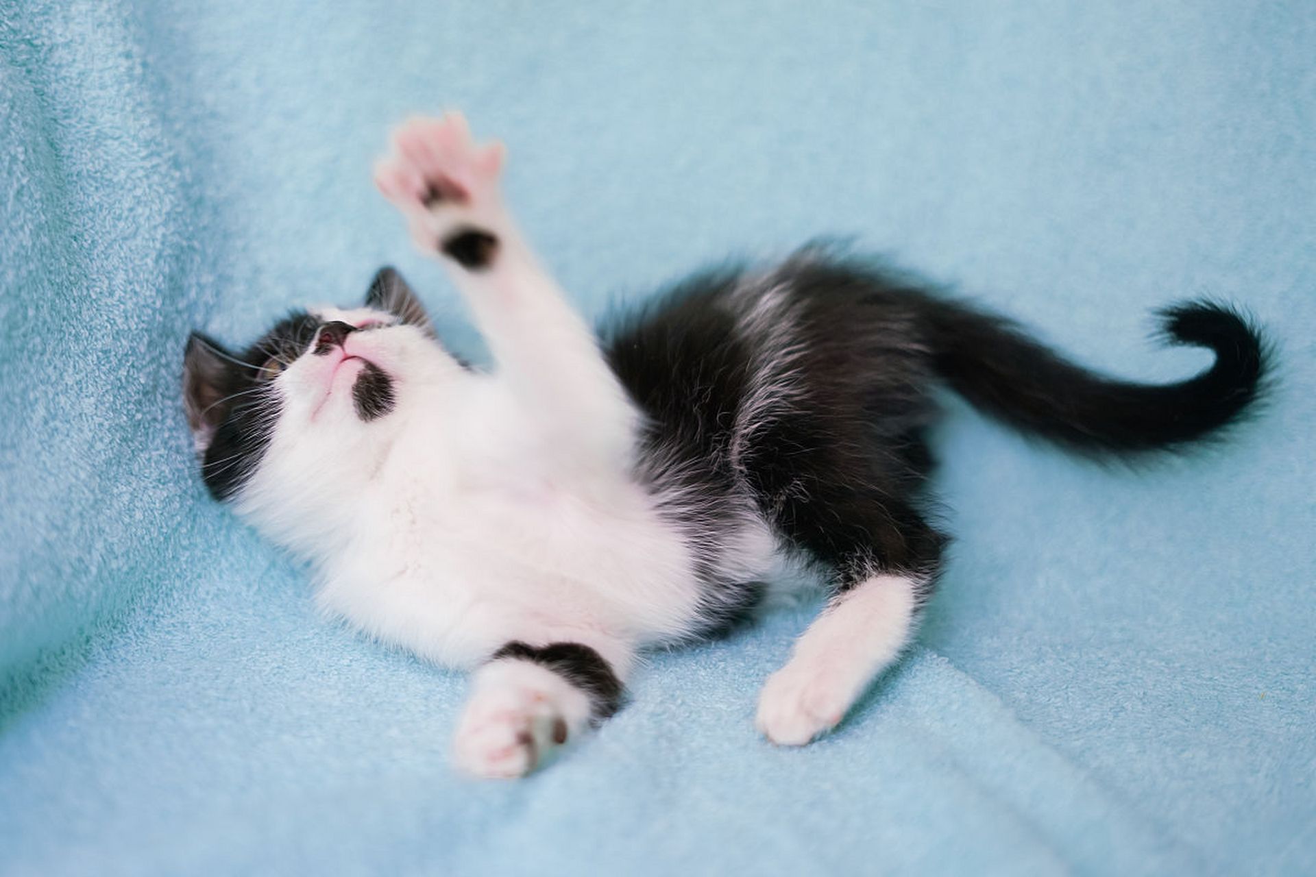 小猫咪的调皮捣蛋往往让人心生厌烦,但实际上,它们的行为都是出于本能