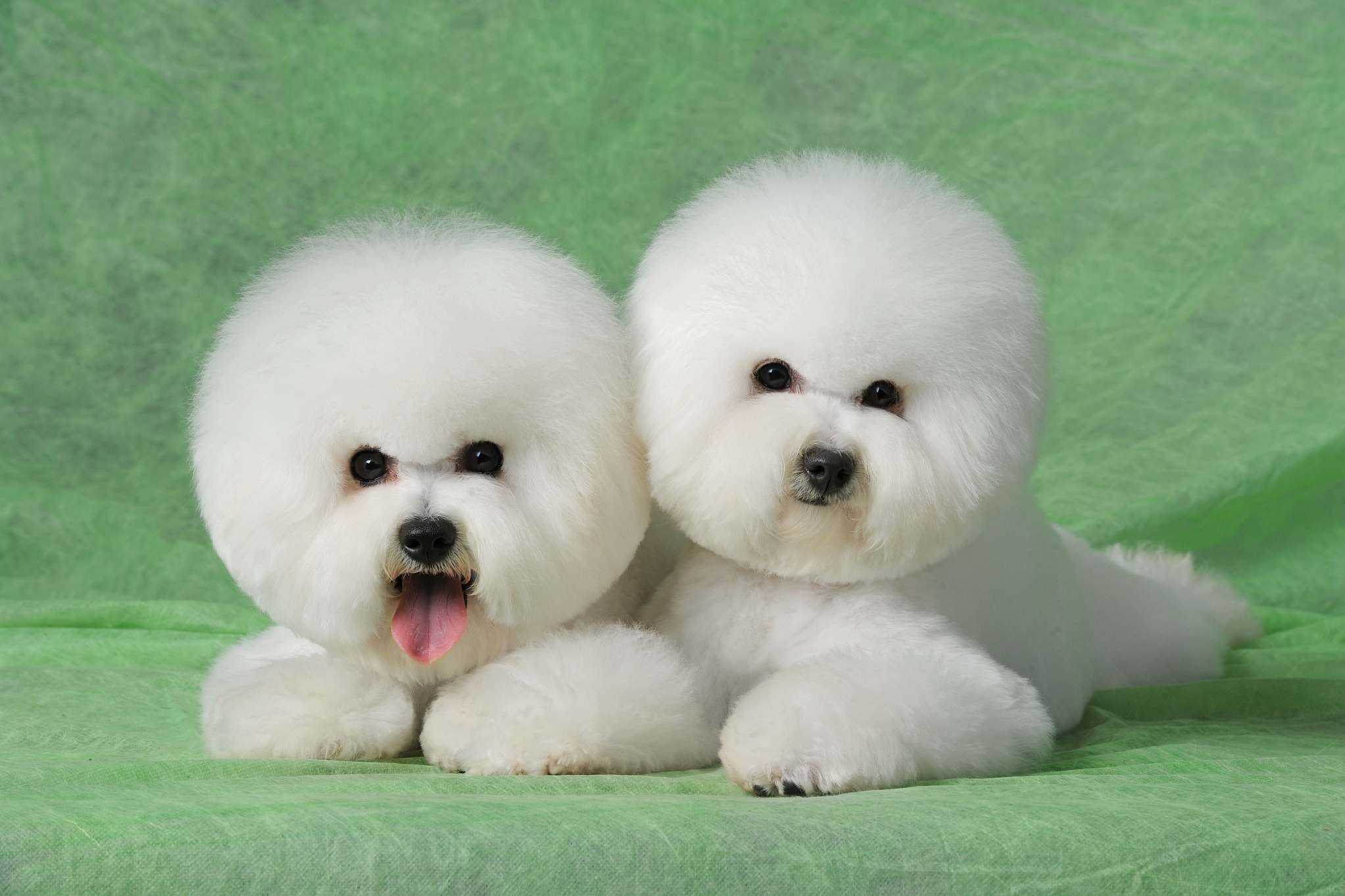 比熊犬,小巧可爱惹人爱!选公还是母?