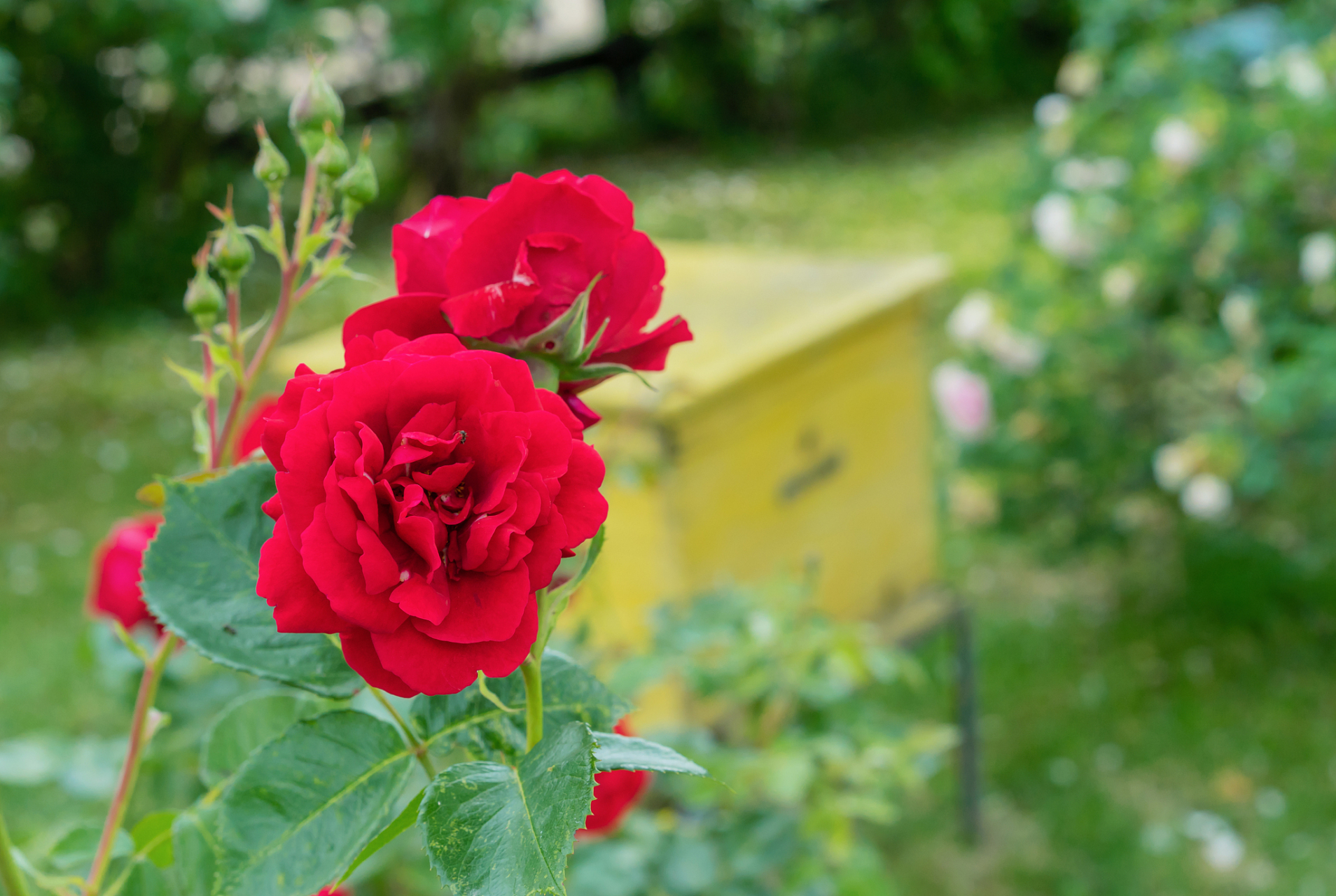 首先,红蔷薇的花色为红色,这种颜色给人一种热情,热烈的感觉.