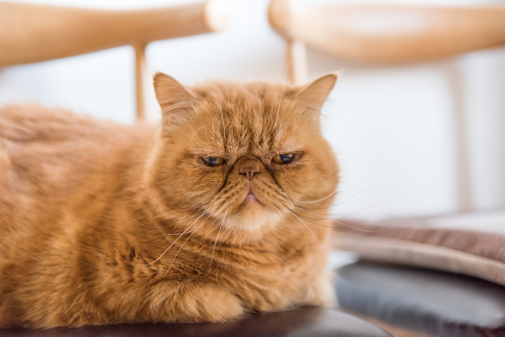 加菲猫是一种非常可爱的猫咪,它们通常非常粘人,聪明且适应力强.