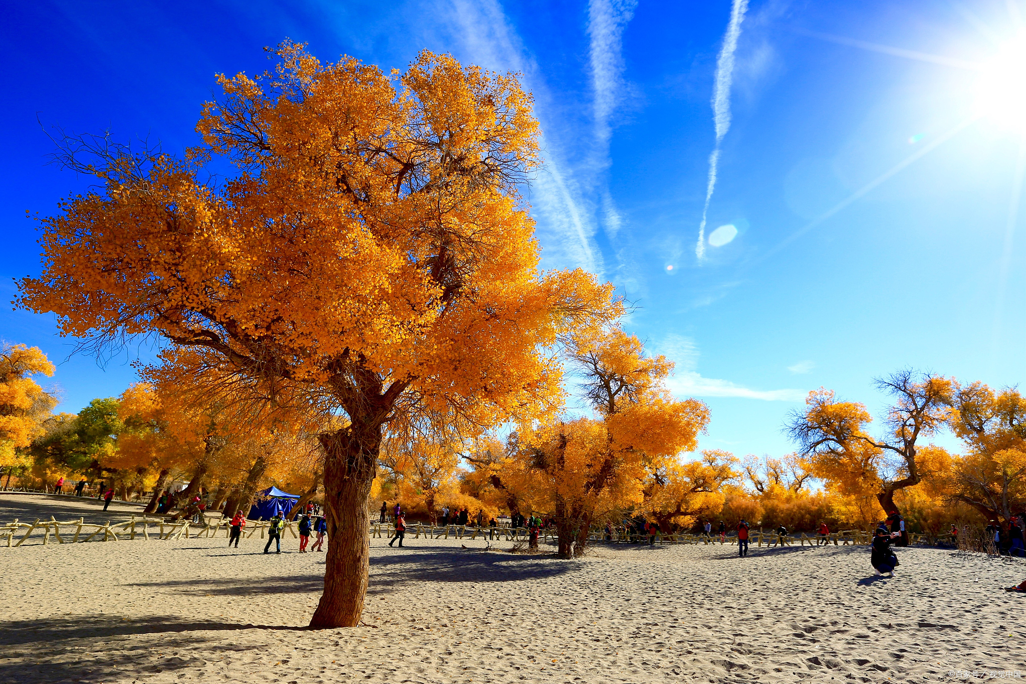额济纳旗胡杨林:秋日童话,金色梦境