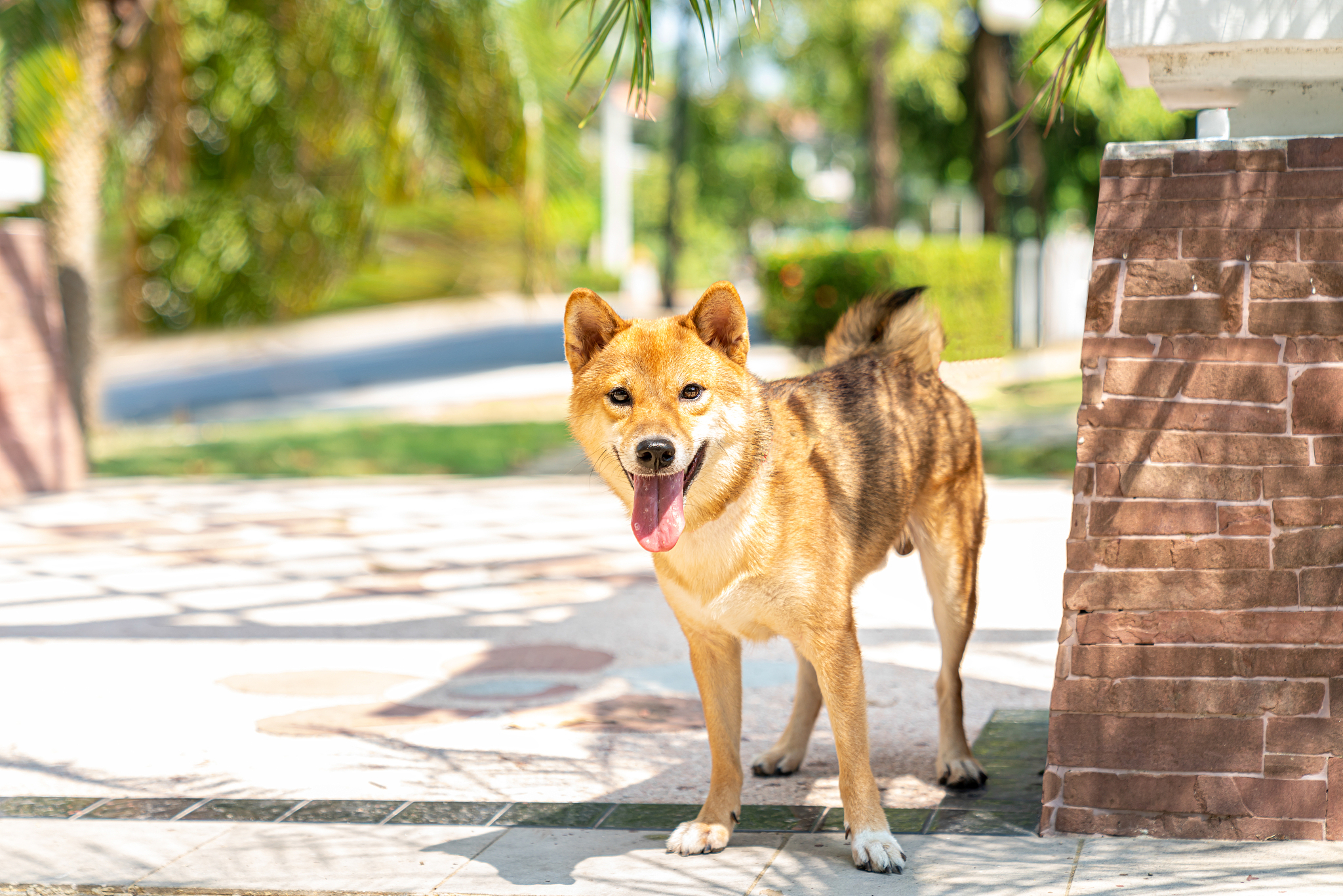 中华田园犬近年来备受关注,如何挑选一只健康的中华