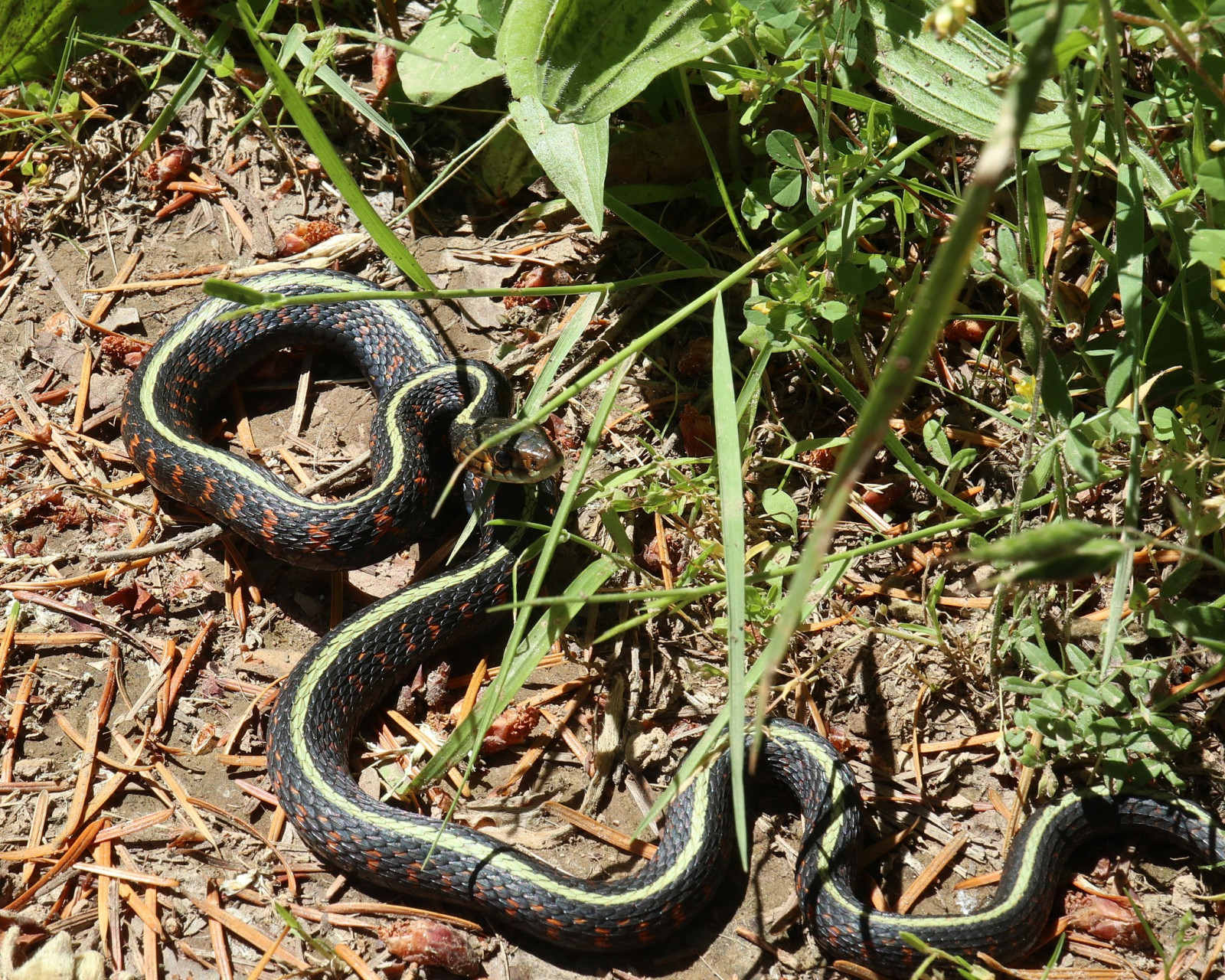山西古村闹蛇灾,数百条蛇突然一夜暴毙,弄的人心惶惶,政府派两位专家
