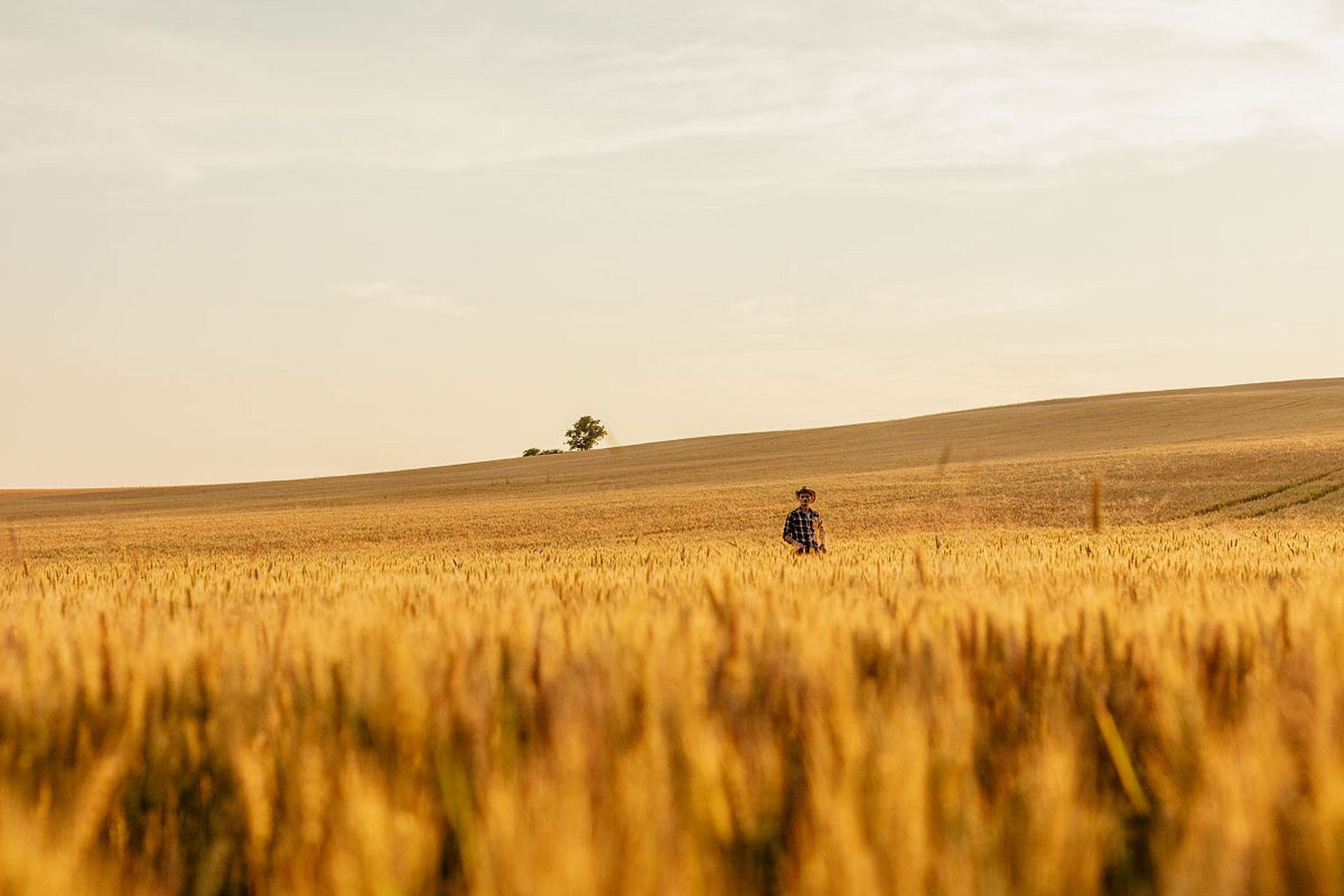 《麦田里的守望者》:我们都活成了假模假式的成年人  《麦田里的