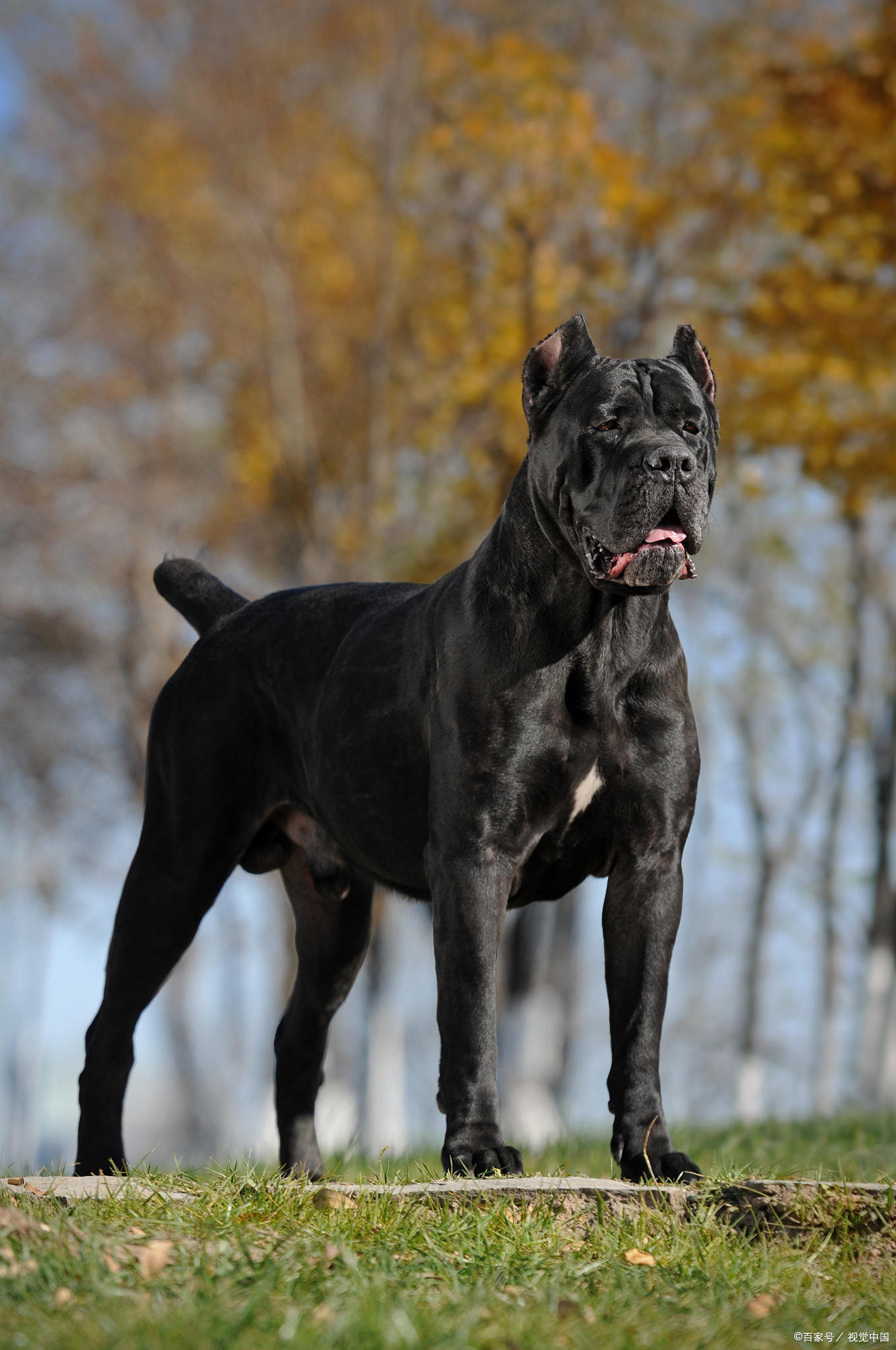 "十大猛犬排名:你知道哪些犬种名列前茅吗?