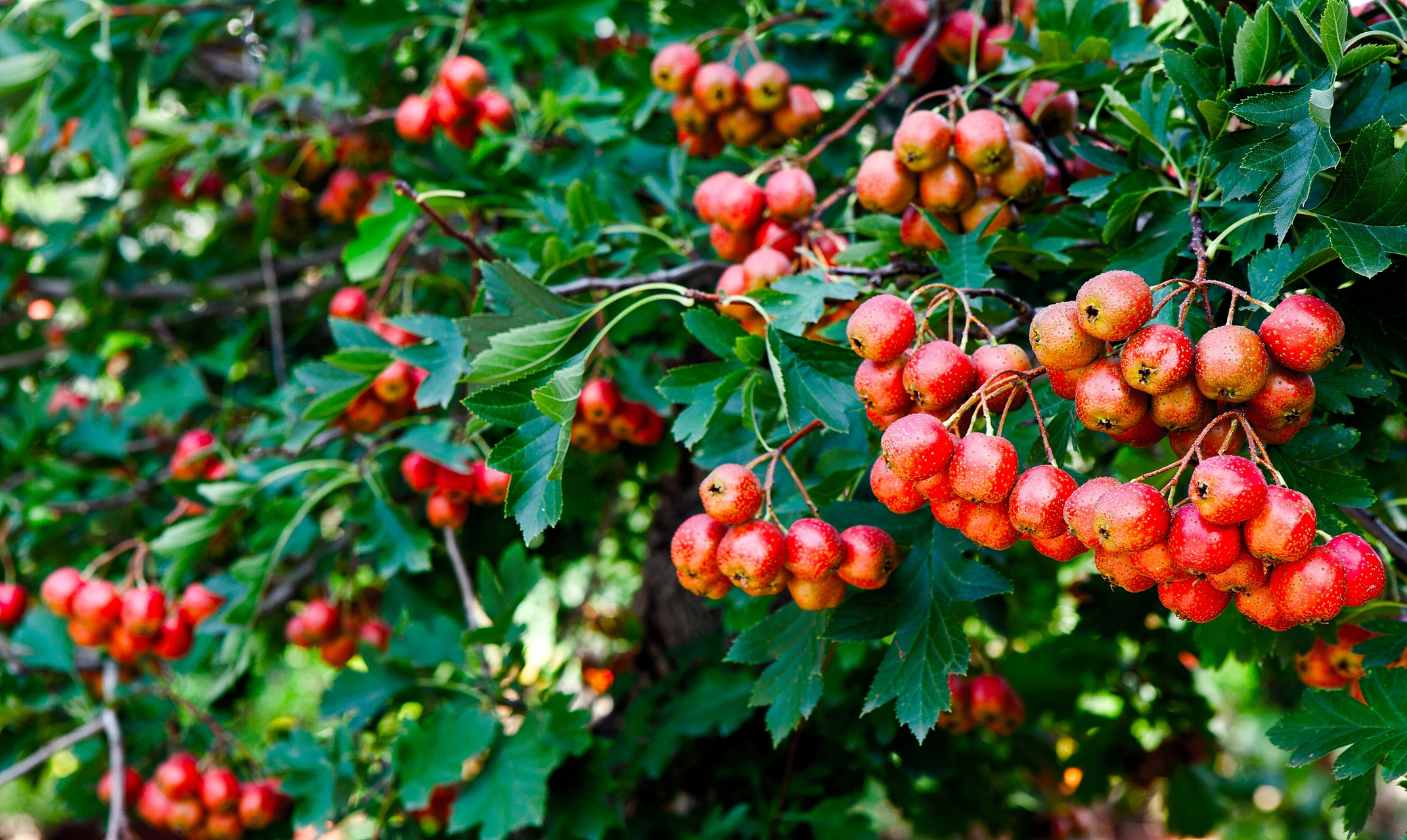 山楂树浇水的正确方法#  春季浇水:春季是山楂树的生长旺盛期,此时