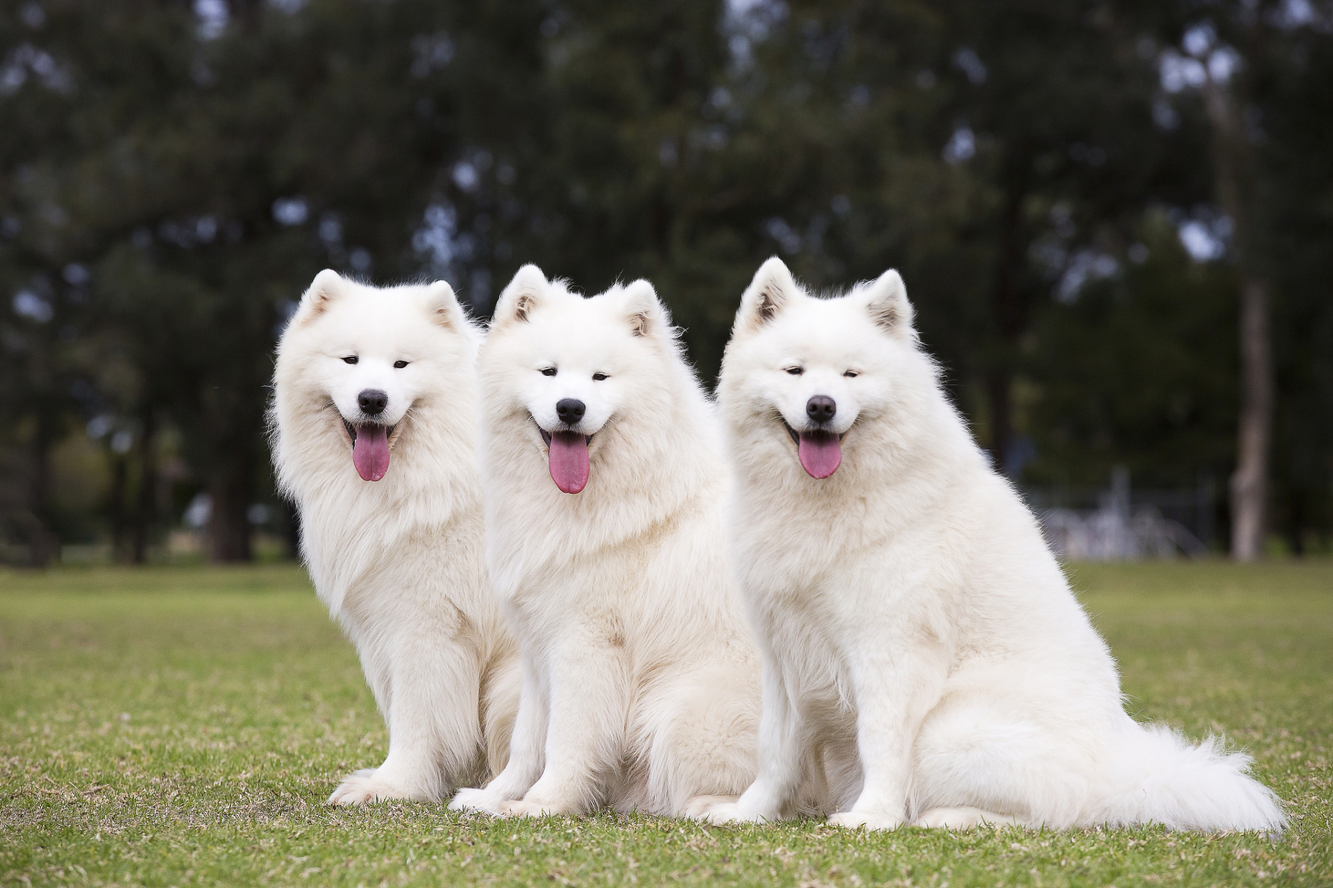 秋日生活创作季# 雪橇犬萨摩耶是一种强壮而美丽的犬种,通常被人们