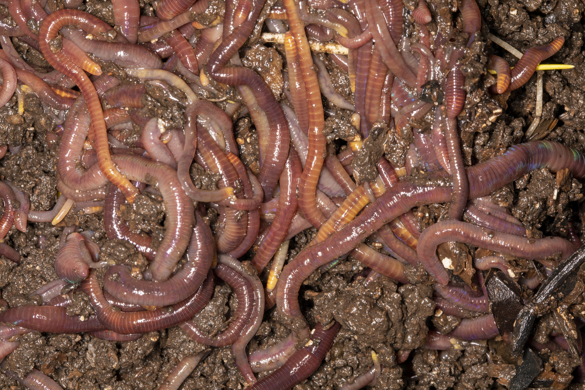 找野生大蚯蚓什么地方多?