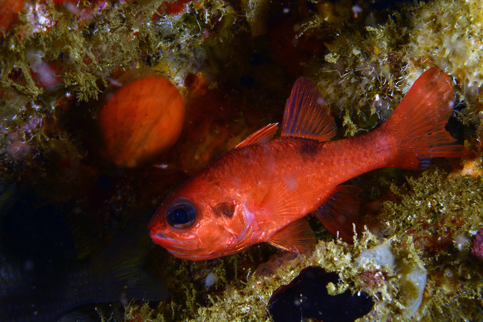 红剑鱼是一种受欢迎的热带观赏鱼,原产于非洲马拉维湖.
