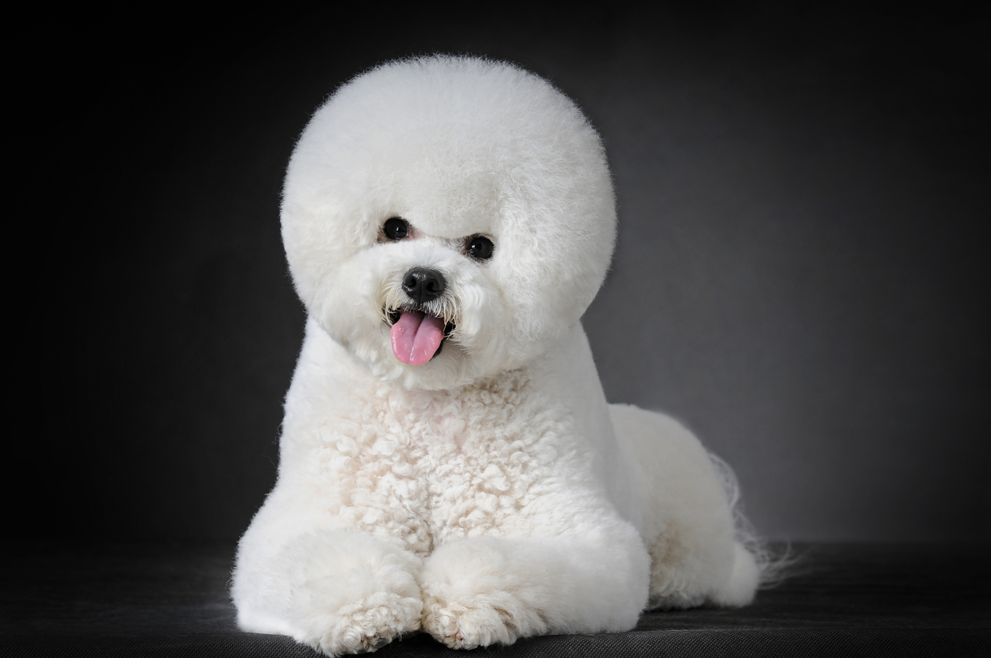 比熊犬,又称"毛毛狗",是一种可爱迷人的小型犬种,它们具有出色的适应