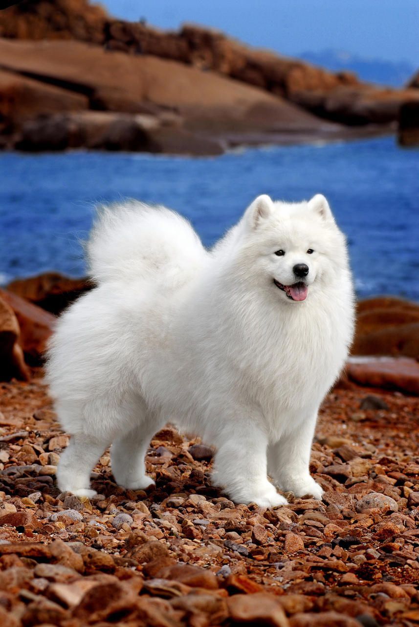 宠物# 萨摩耶犬,原产于俄罗斯北极地区,是因拉雪橇而闻名于世的犬种.