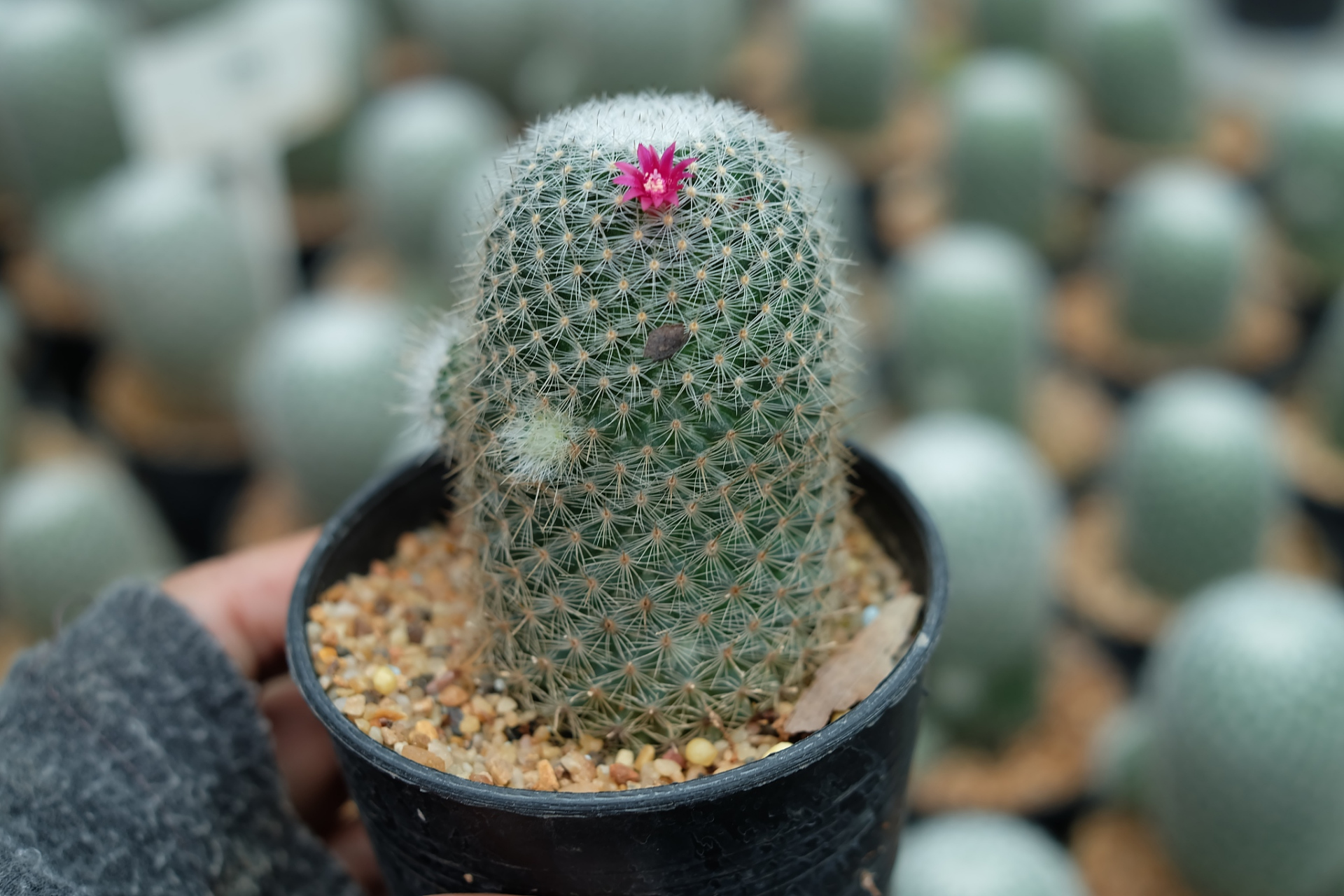 玉翁仙人球相信大家都不陌生了,开着一圈的小花,非常好看.