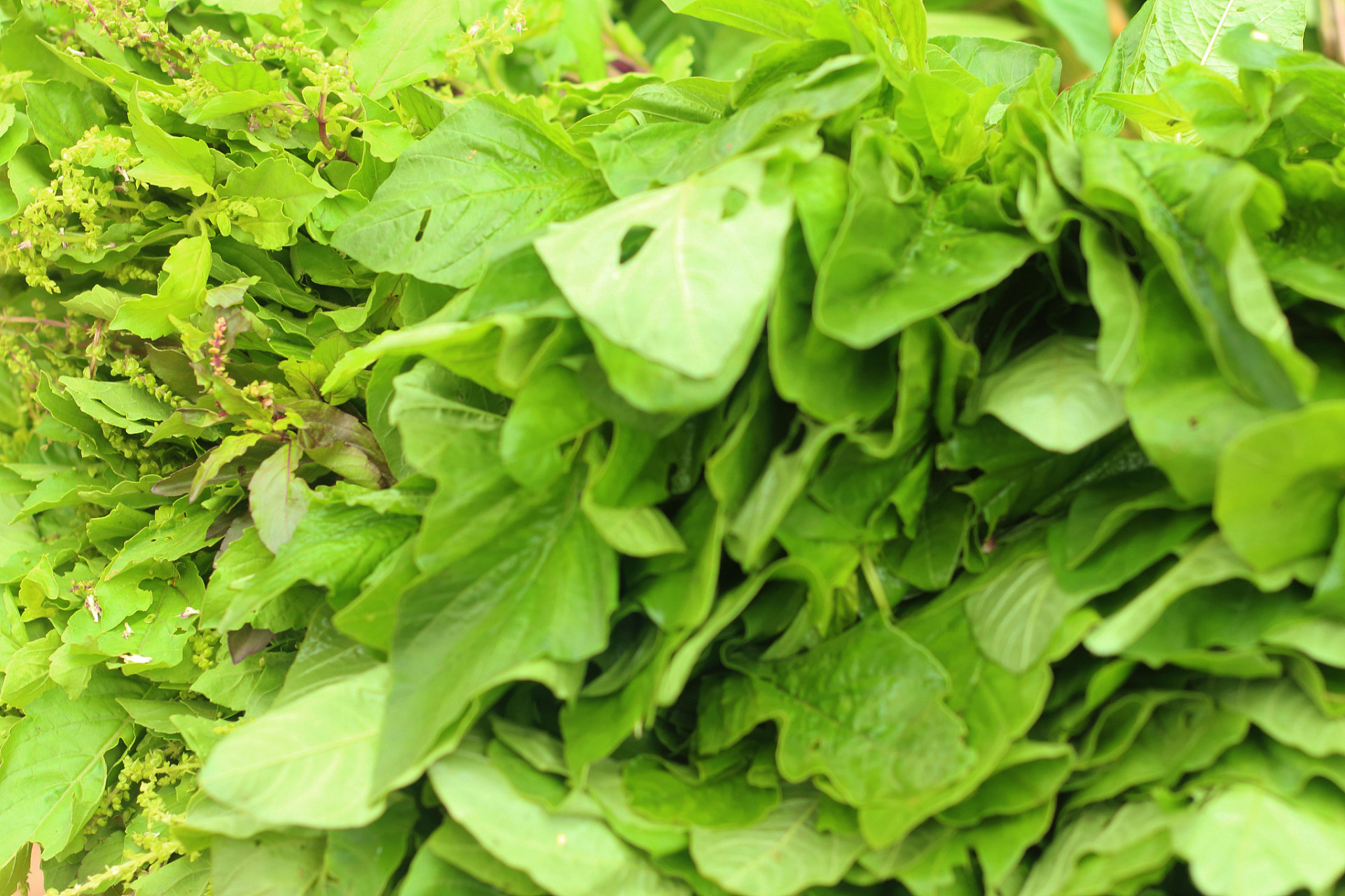 鸡毛菜,又称油菜,是餐桌美味且富营养.