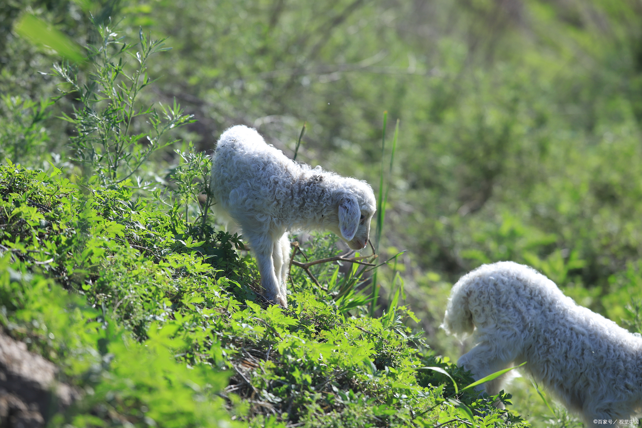 羊瘤胃酸中毒的预防和治疗措施