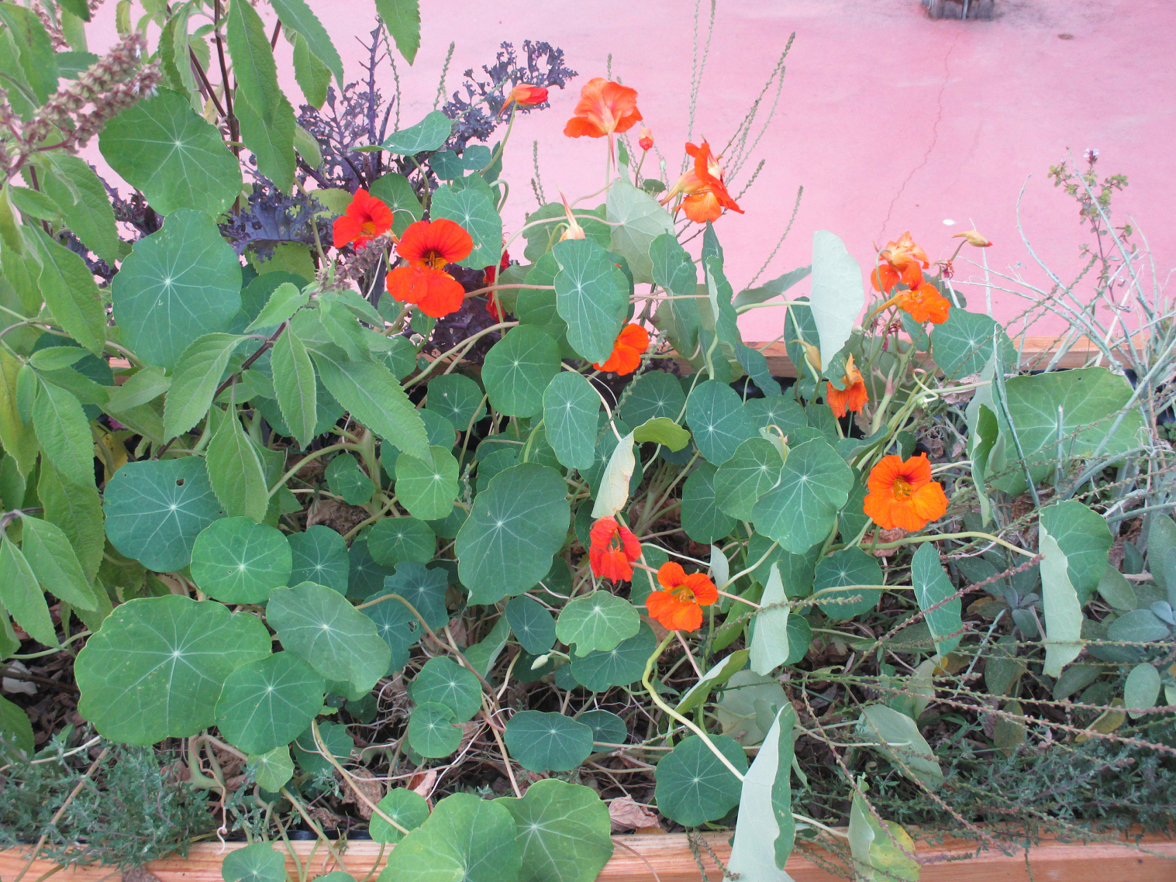 旱莲花养殖要点:  1.