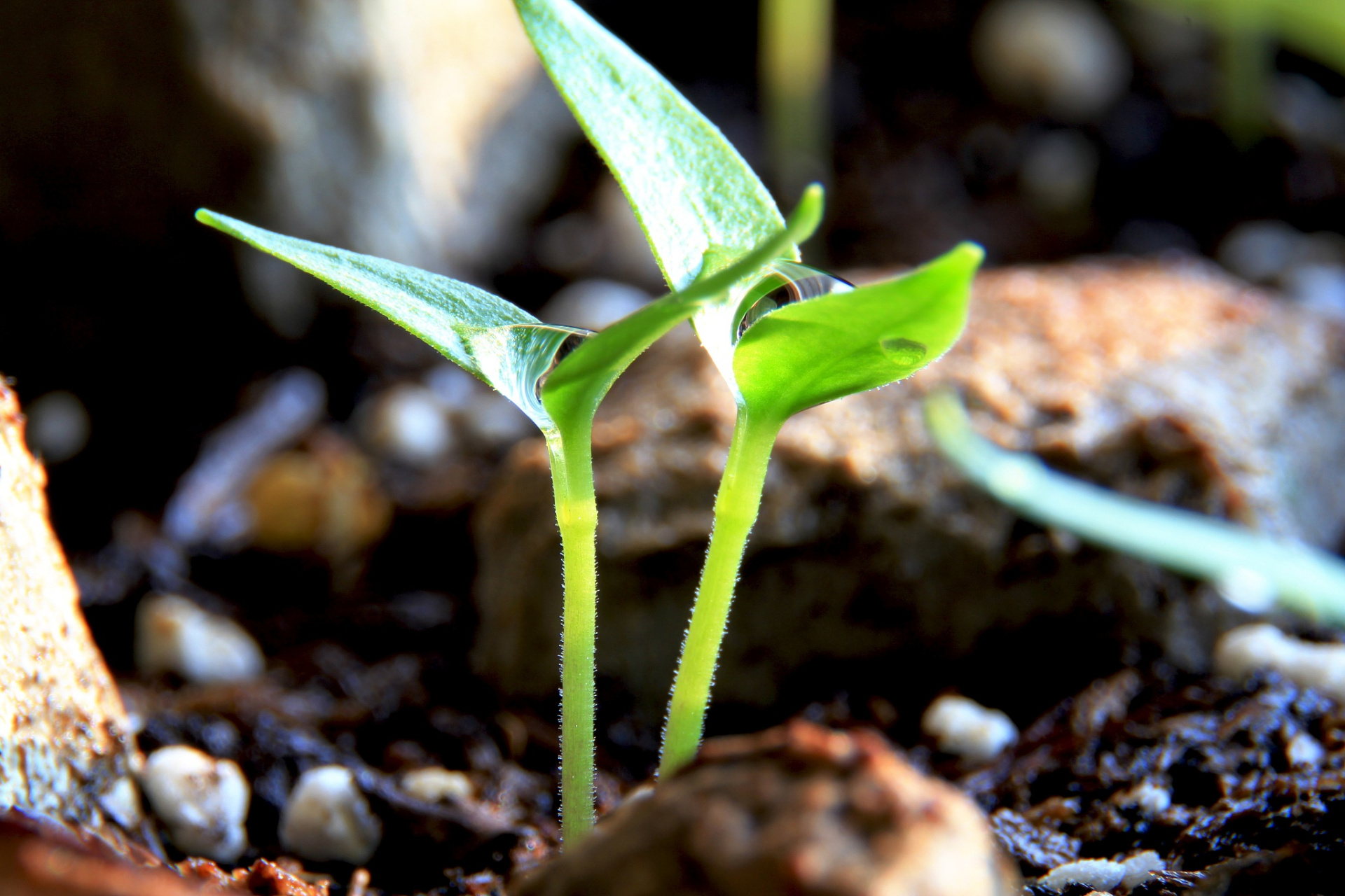 口碑营销就像是一颗种子,悄无声息地在人们的心中生根发芽.