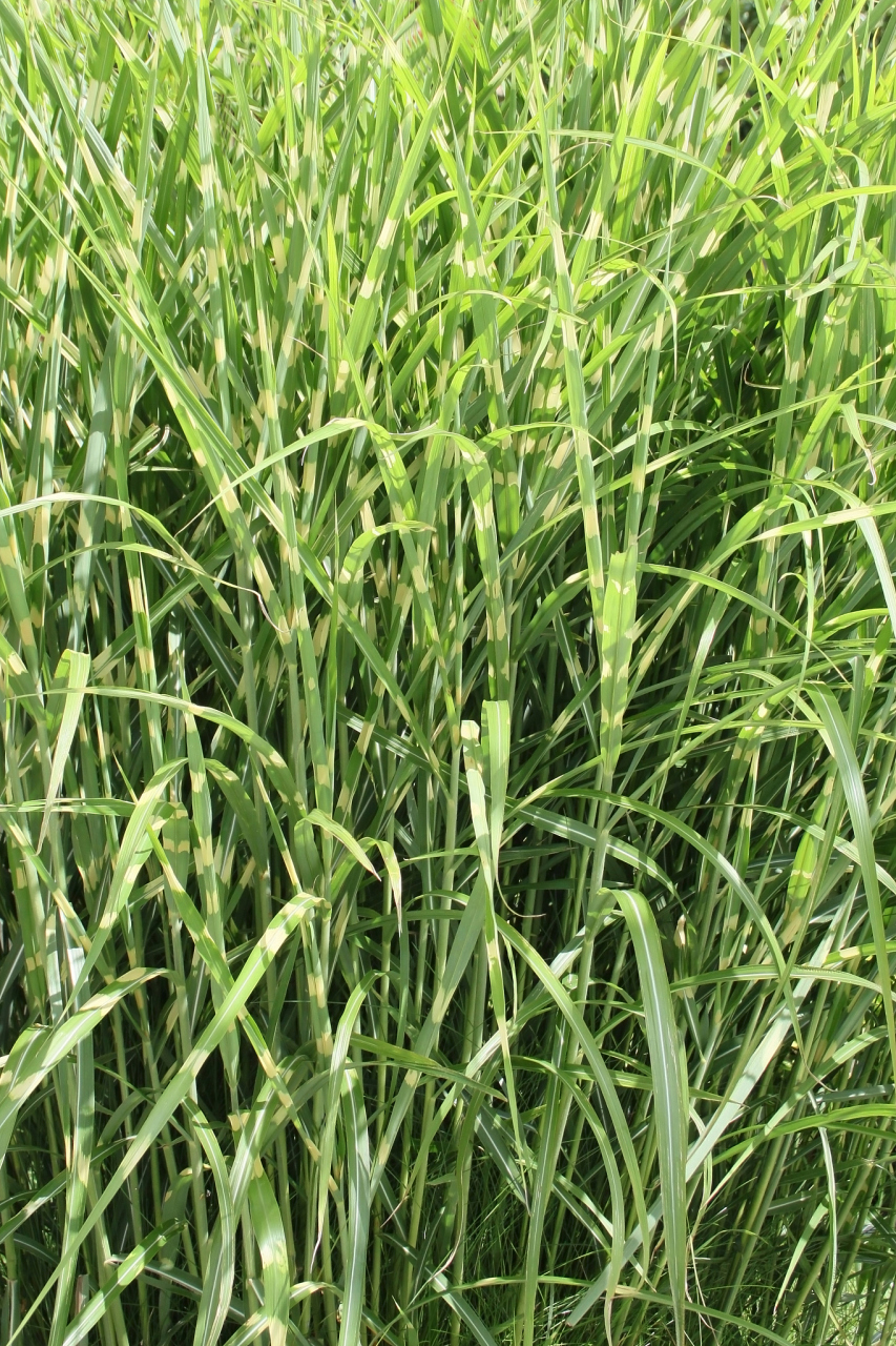 玉米田杂草之稗草,稗草属于一年生禾本科杂草,具有适应性强,喜潮湿