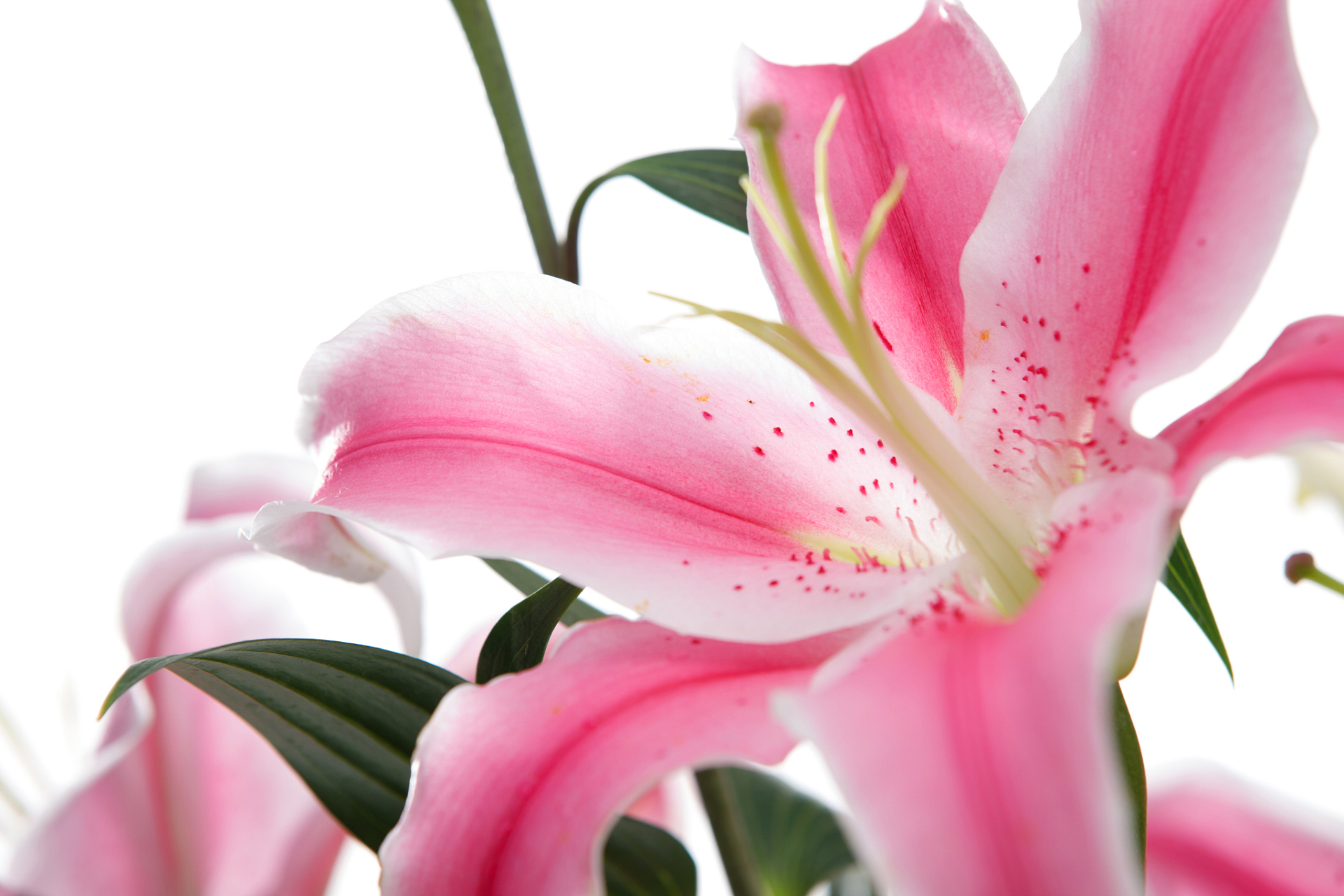 粉色百合花在许多场合中应用广泛,如婚礼,家庭和商业空间,为场合增添
