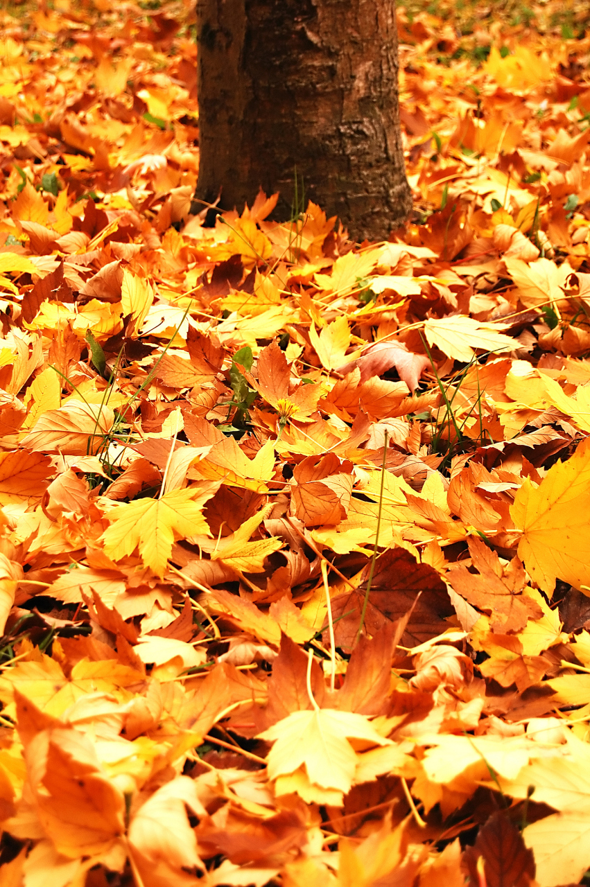 秋天的落叶,是大自然写给人间的情书.