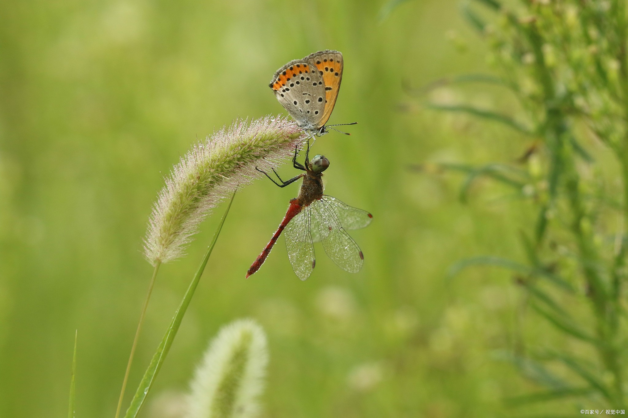 海蜘蛛带给我们的思考