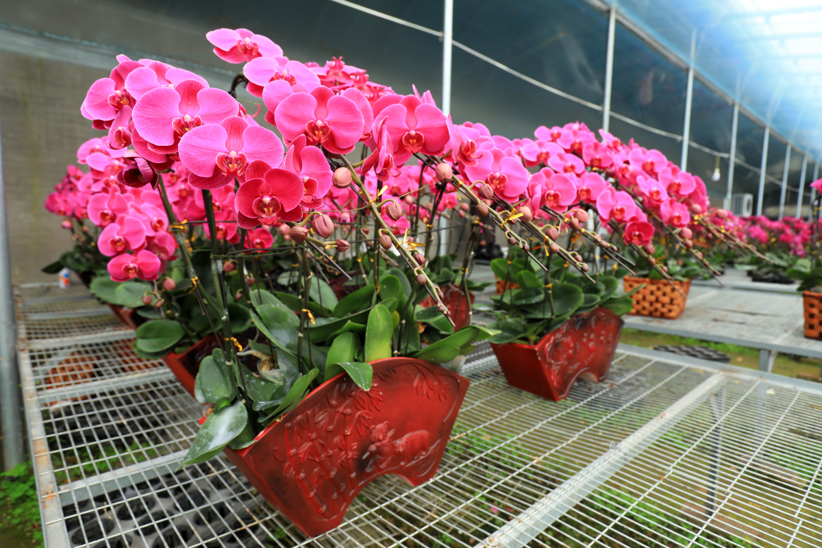 喜阴花卉,#618高佣冲刺# 即偏爱阴凉环境,光照需求低的植物,形态色彩