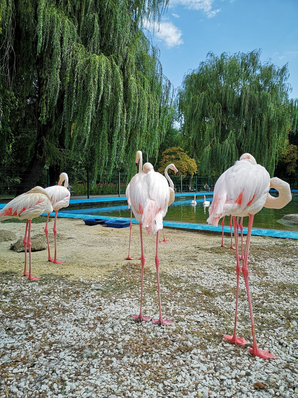 我和我的小伙伴最近去了河南漯河的神州鸟园,这是一次非常有趣的旅行.