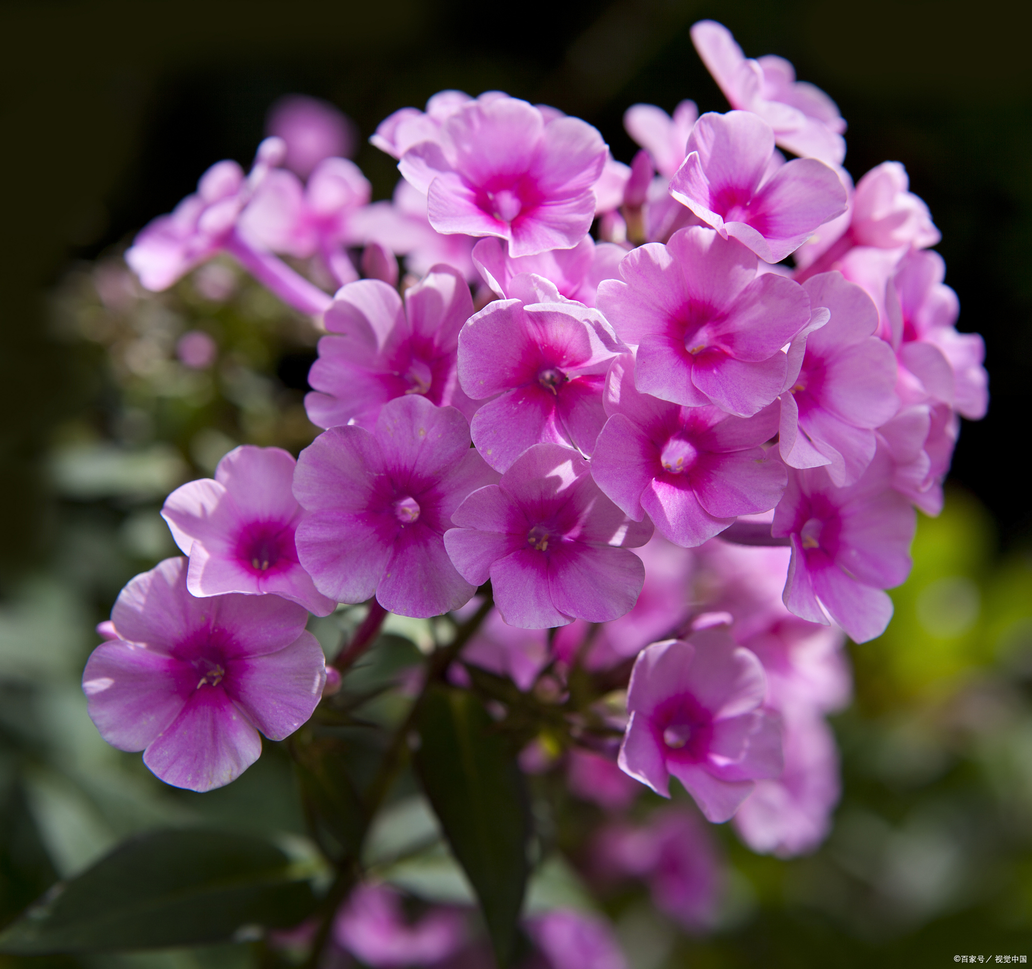 欧石楠花语比生长环境更深邃