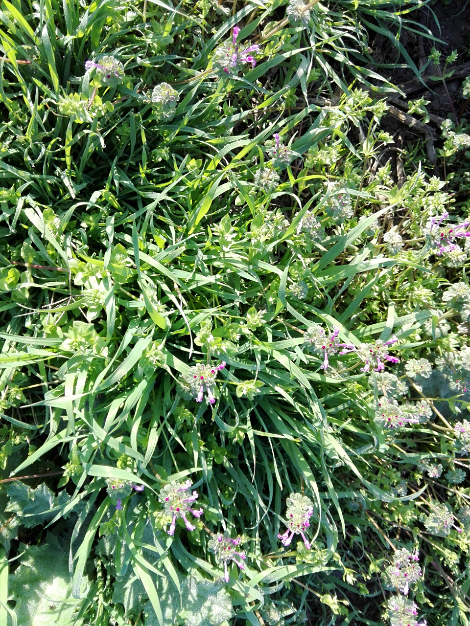 吃草也能调理前列腺  #前列腺炎# #猫须草#   药名:猫须草 别名:猫须