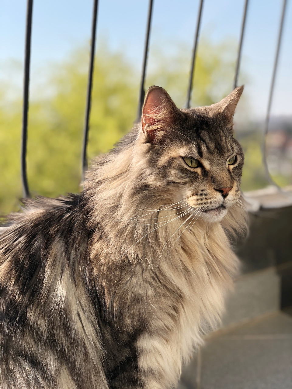 猫界巨无霸:缅因猫,是北美自然产生的第一个长毛猫品种,于18世纪中叶