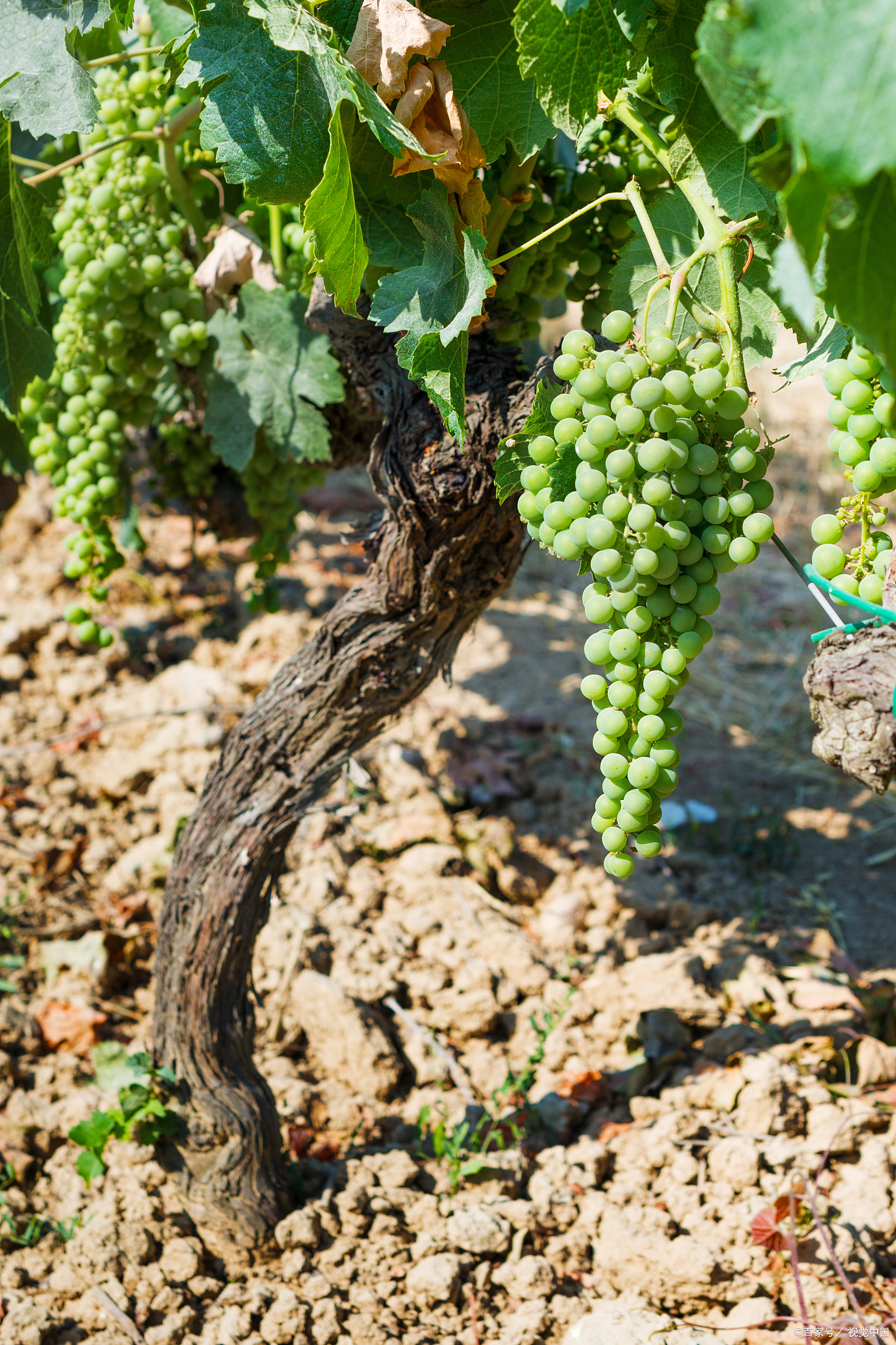 一开始,我手里就握着几颗不起眼的葡萄