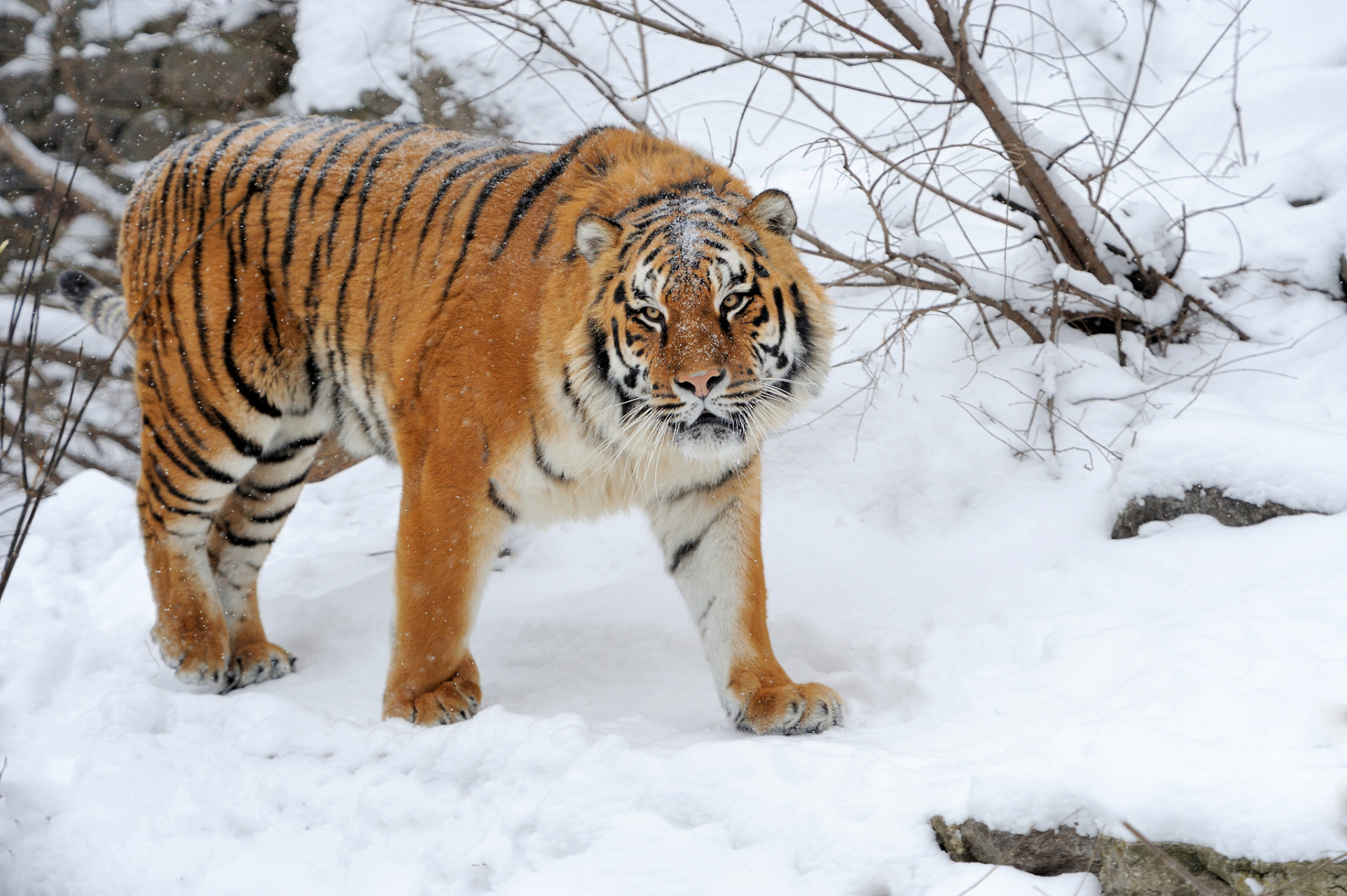 冬日童话,东北虎雪地里的亲昵时光  在这冰天雪地的东北大地,一对东北