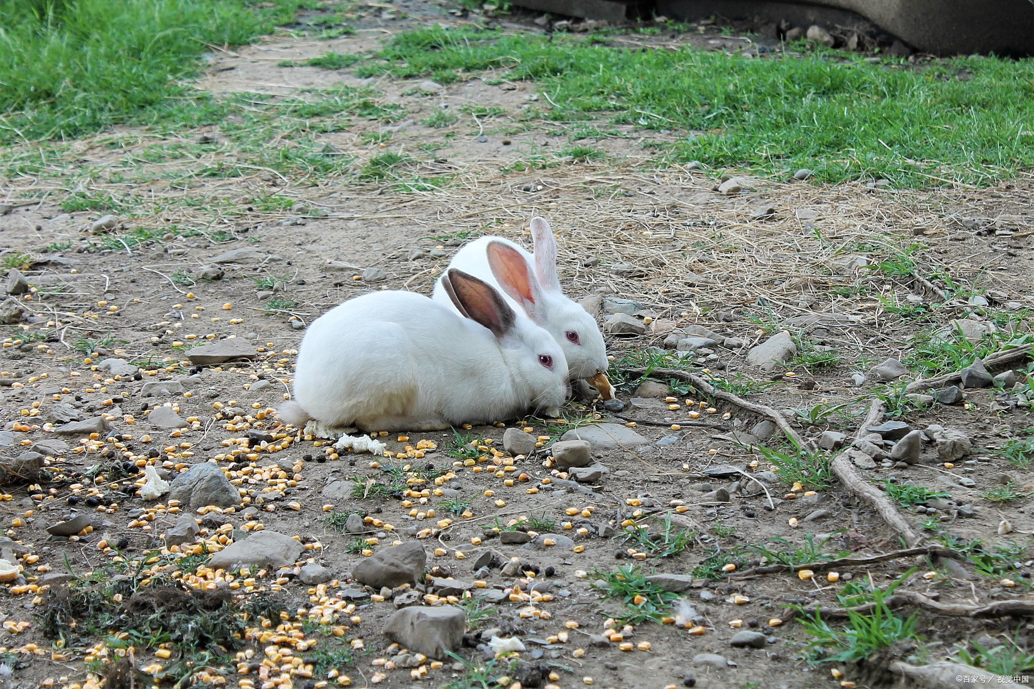 比如蒲公英,富含维生素和矿物质,能为兔子补充营养